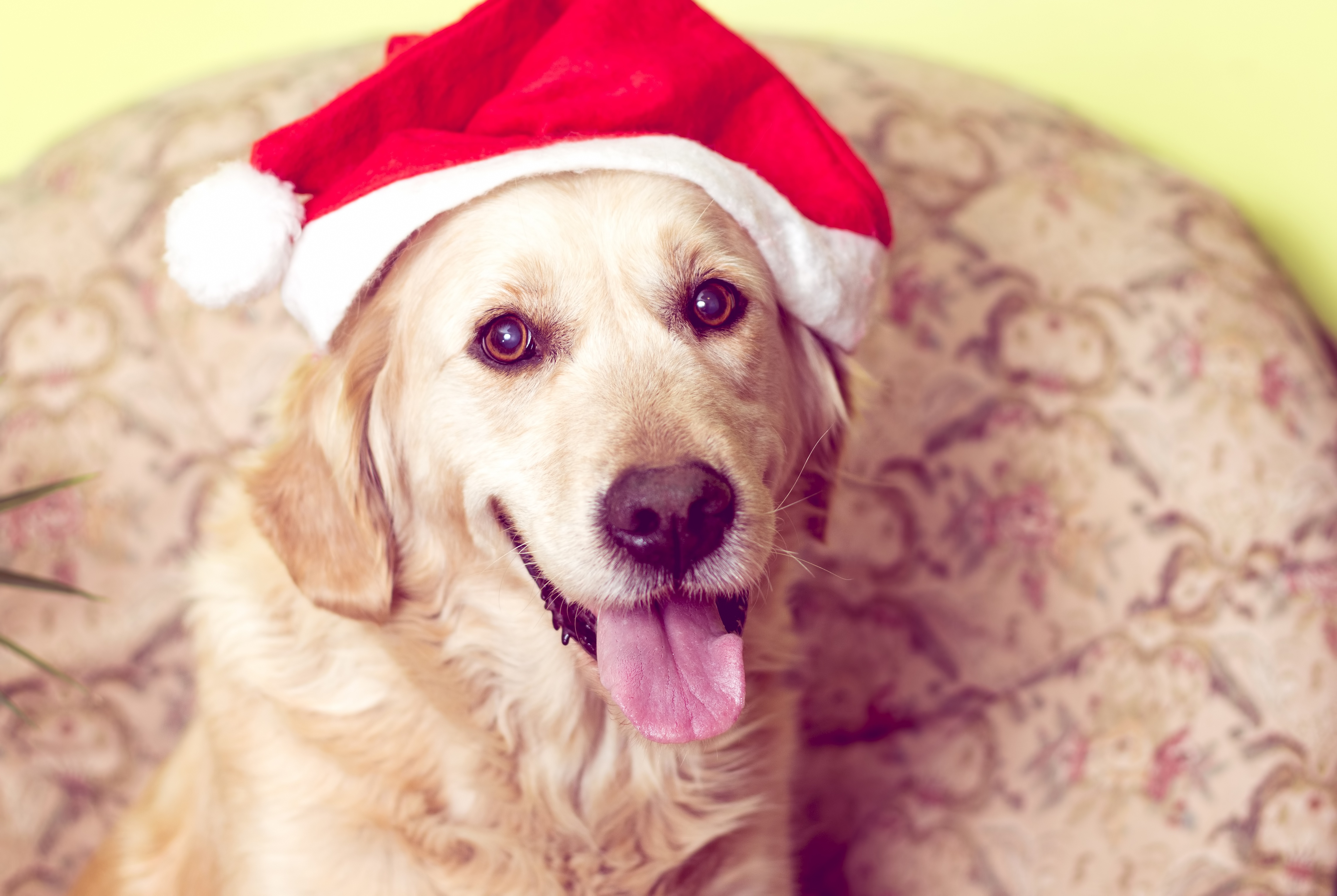 Baixar papel de parede para celular de Animais, Cães, Cão, Golden Retriever, Gorro Do Papai Noel gratuito.