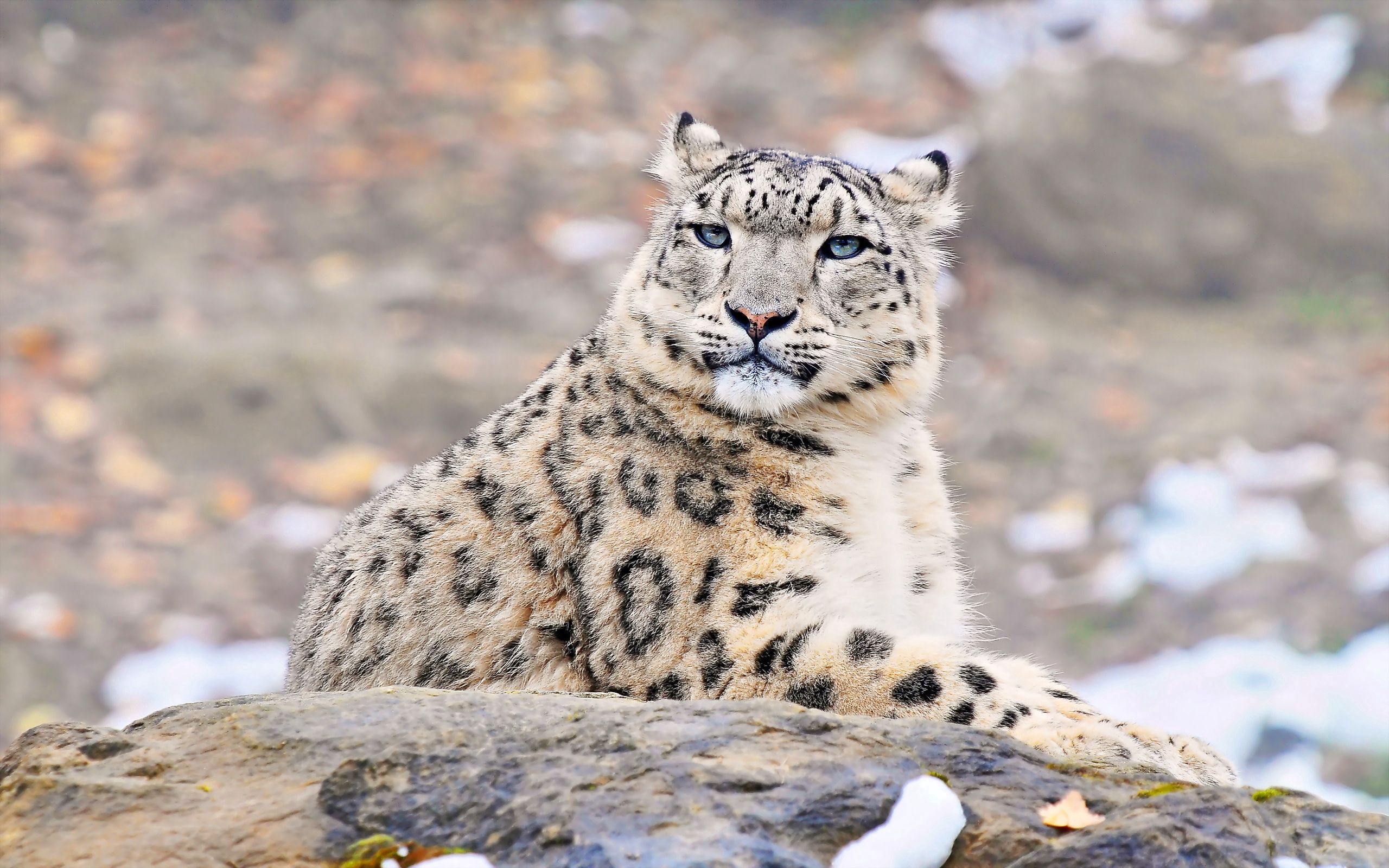136130 Hintergrundbild herunterladen tiere, schneeleopard, sich hinlegen, liegen, raubtier, predator, stein, ein stein - Bildschirmschoner und Bilder kostenlos