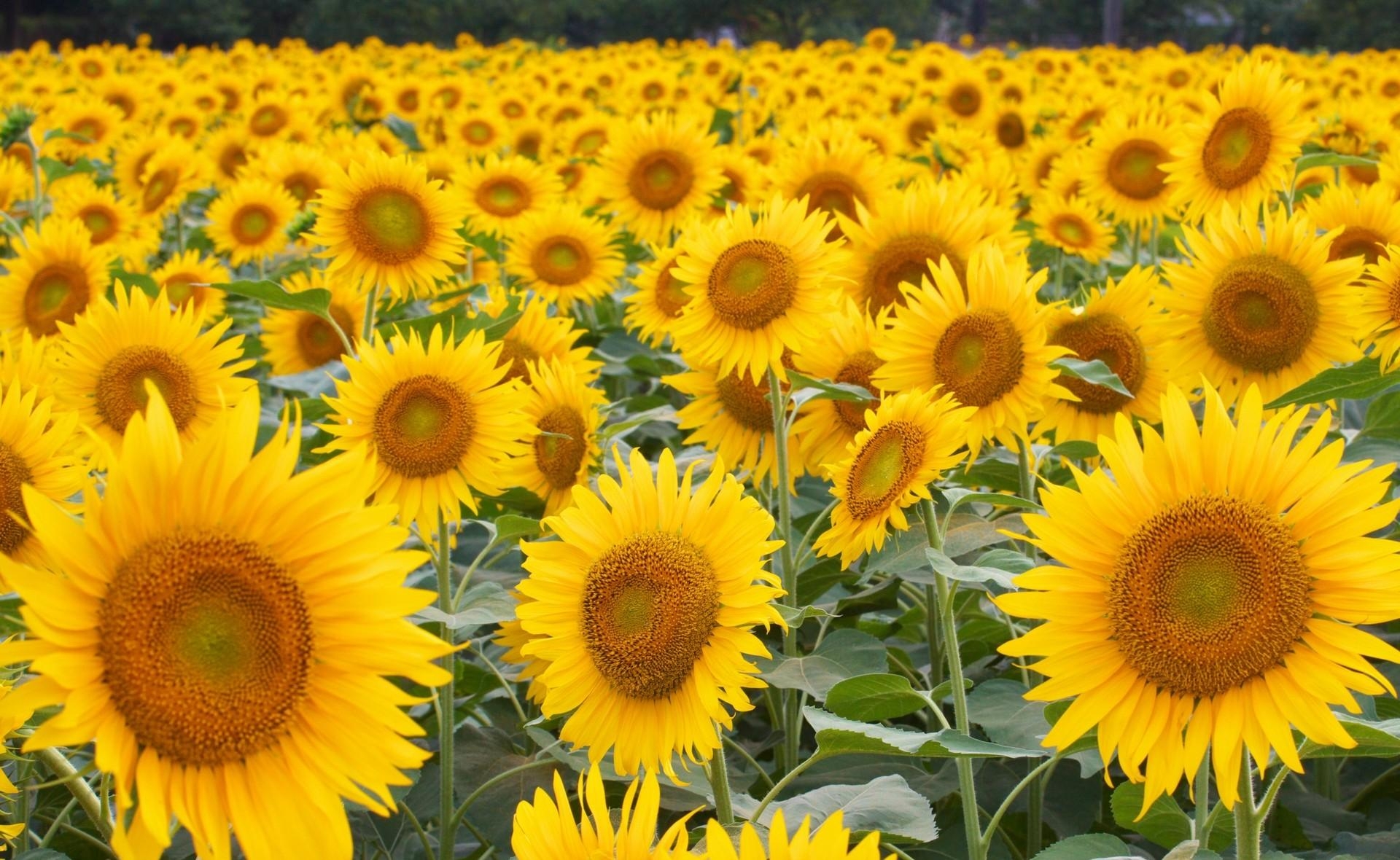 sunflowers, flowers, field, lot, hats
