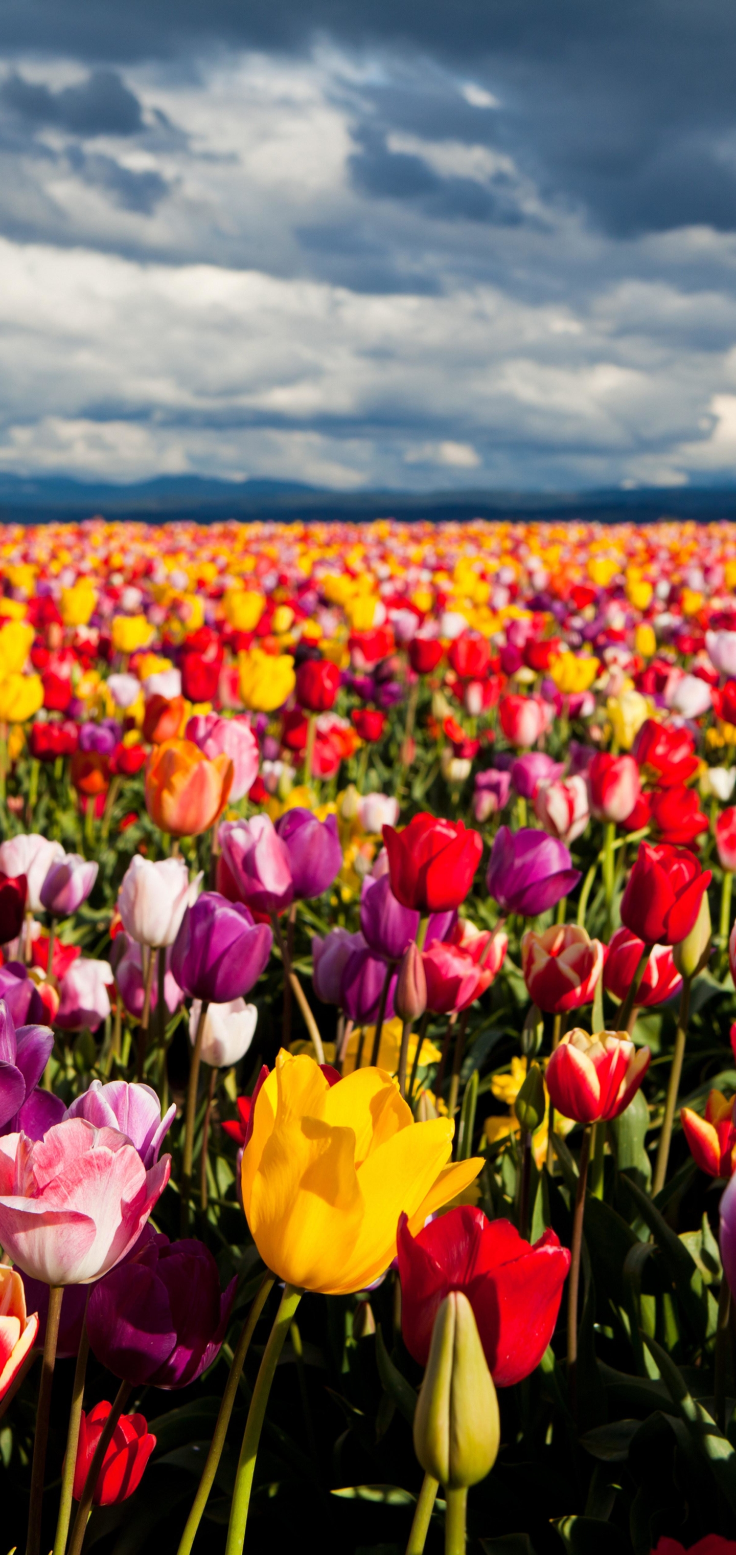 Free download wallpaper Landscape, Nature, Flowers, Flower, Earth, Field, Colorful, Tulip on your PC desktop