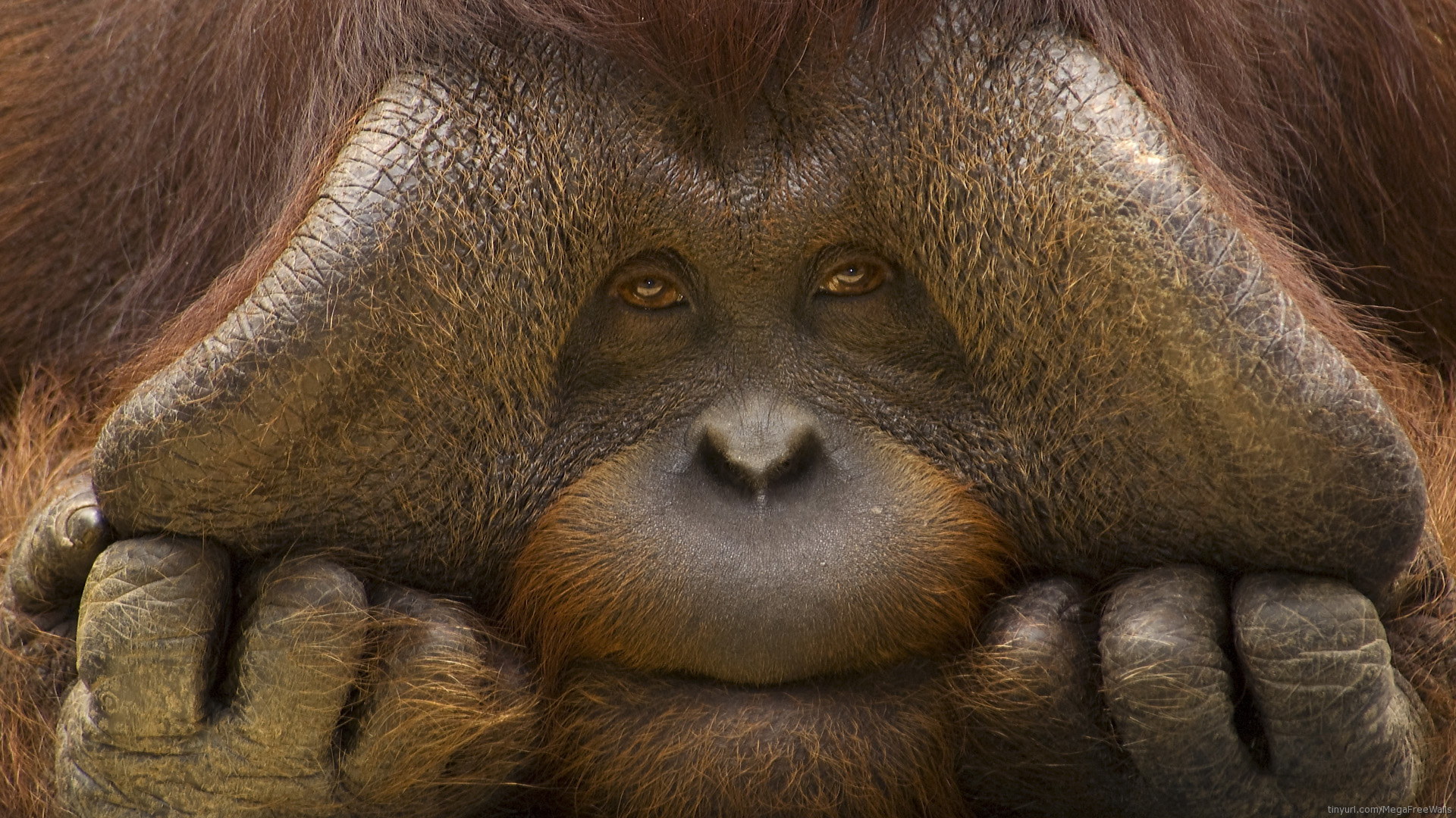 263186画像をダウンロード動物, オランウータン, 猿, サル-壁紙とスクリーンセーバーを無料で