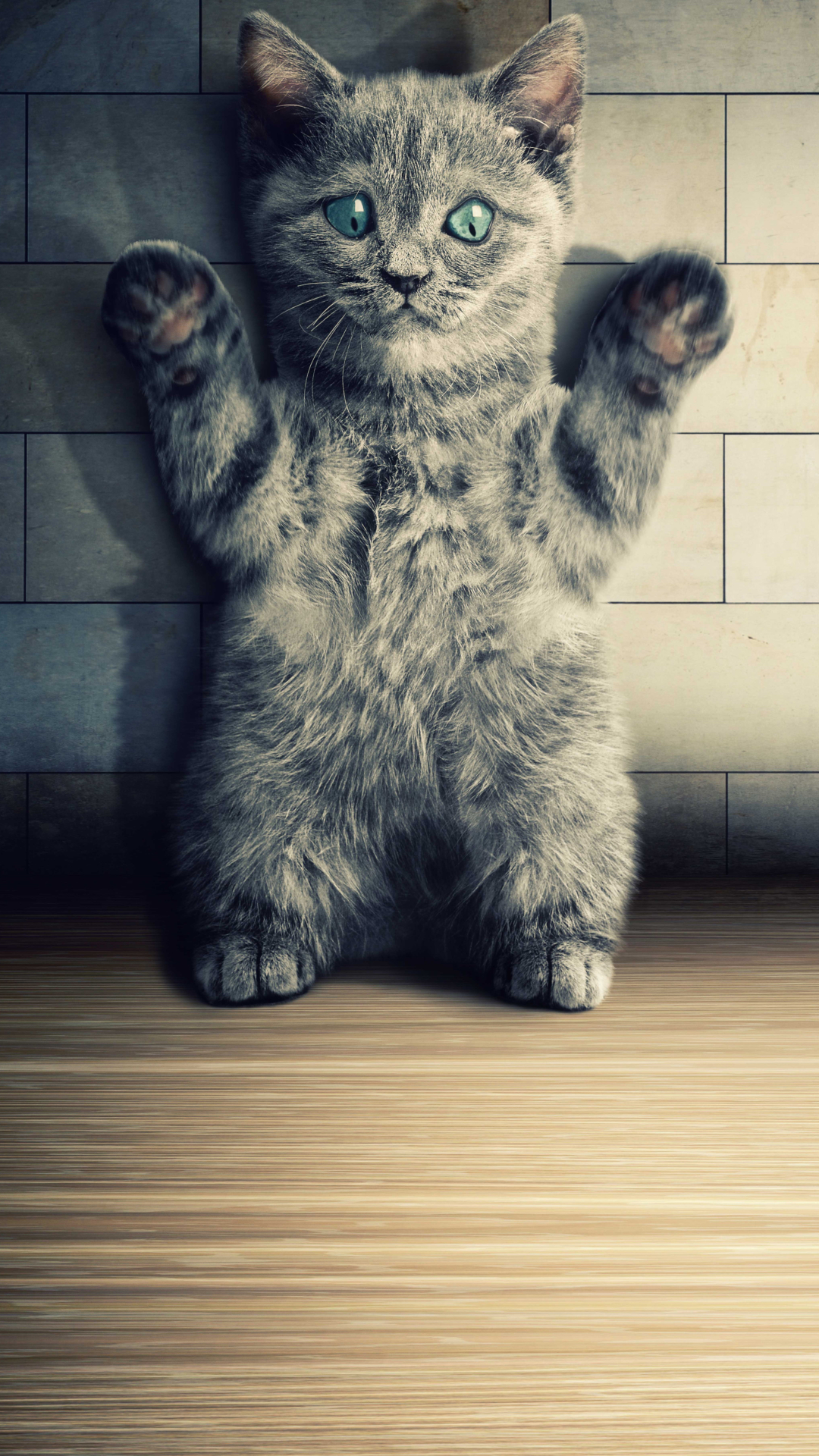 Download mobile wallpaper Cats, Cat, Humor for free.