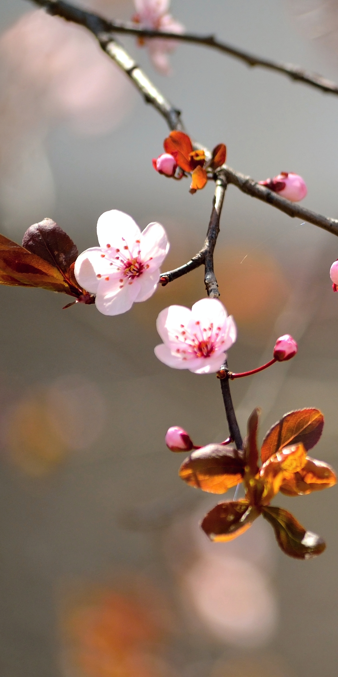 1134746 Bildschirmschoner und Hintergrundbilder Blumen auf Ihrem Telefon. Laden Sie  Bilder kostenlos herunter