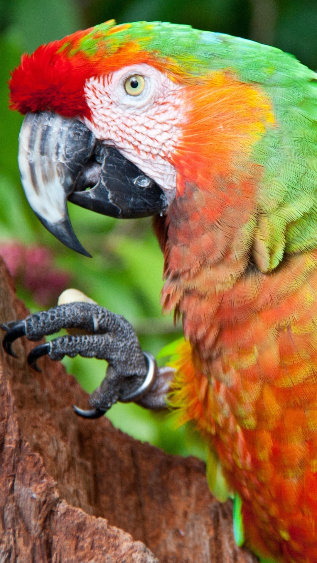 Download mobile wallpaper Birds, Animal, Macaw for free.