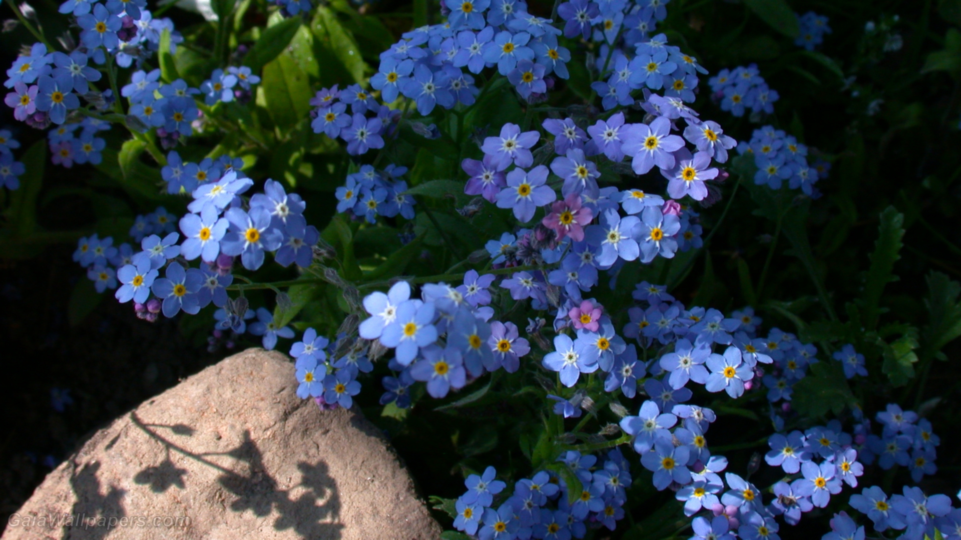 393671壁紙のダウンロード地球, わすれな草, 青い花, 花, フラワーズ-スクリーンセーバーと写真を無料で