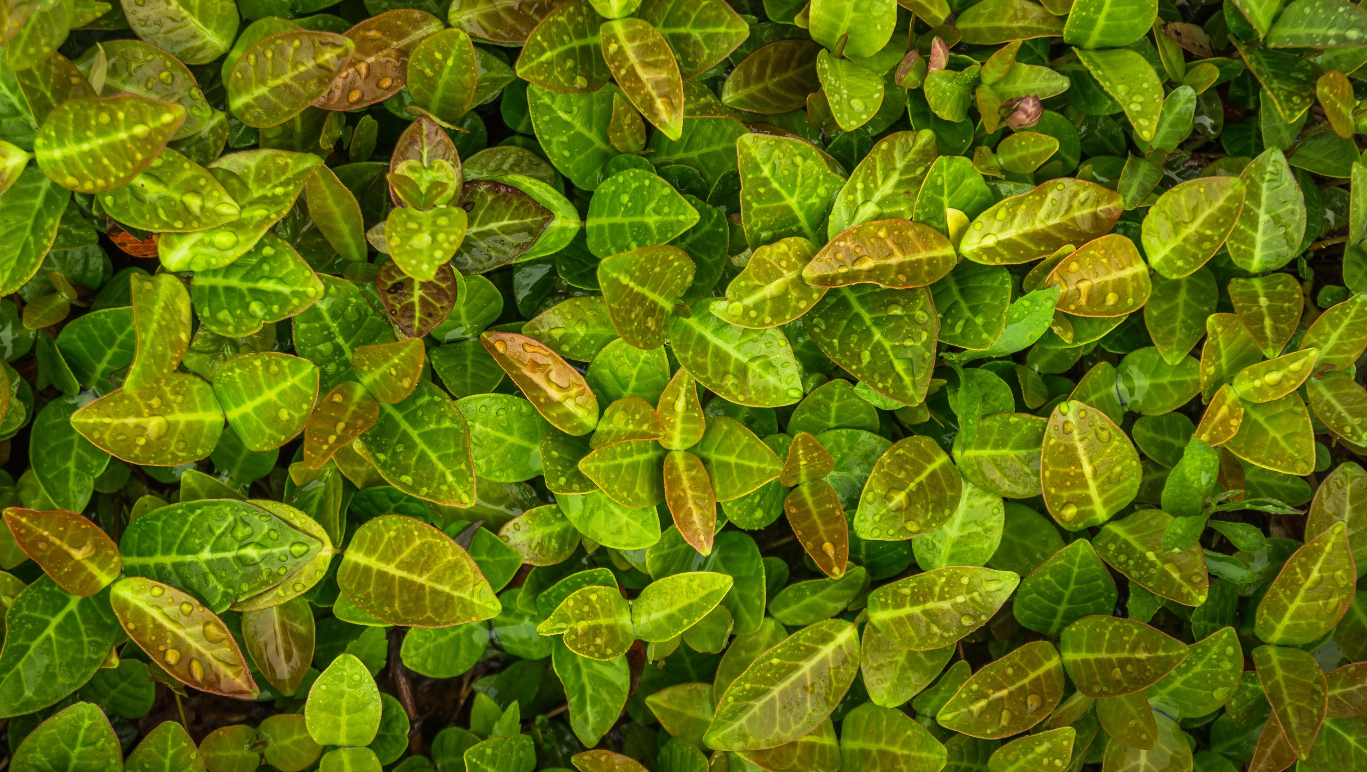 Laden Sie das Blätter, Makro, Reben, Kriechpflanzen, Drops-Bild kostenlos auf Ihren PC-Desktop herunter