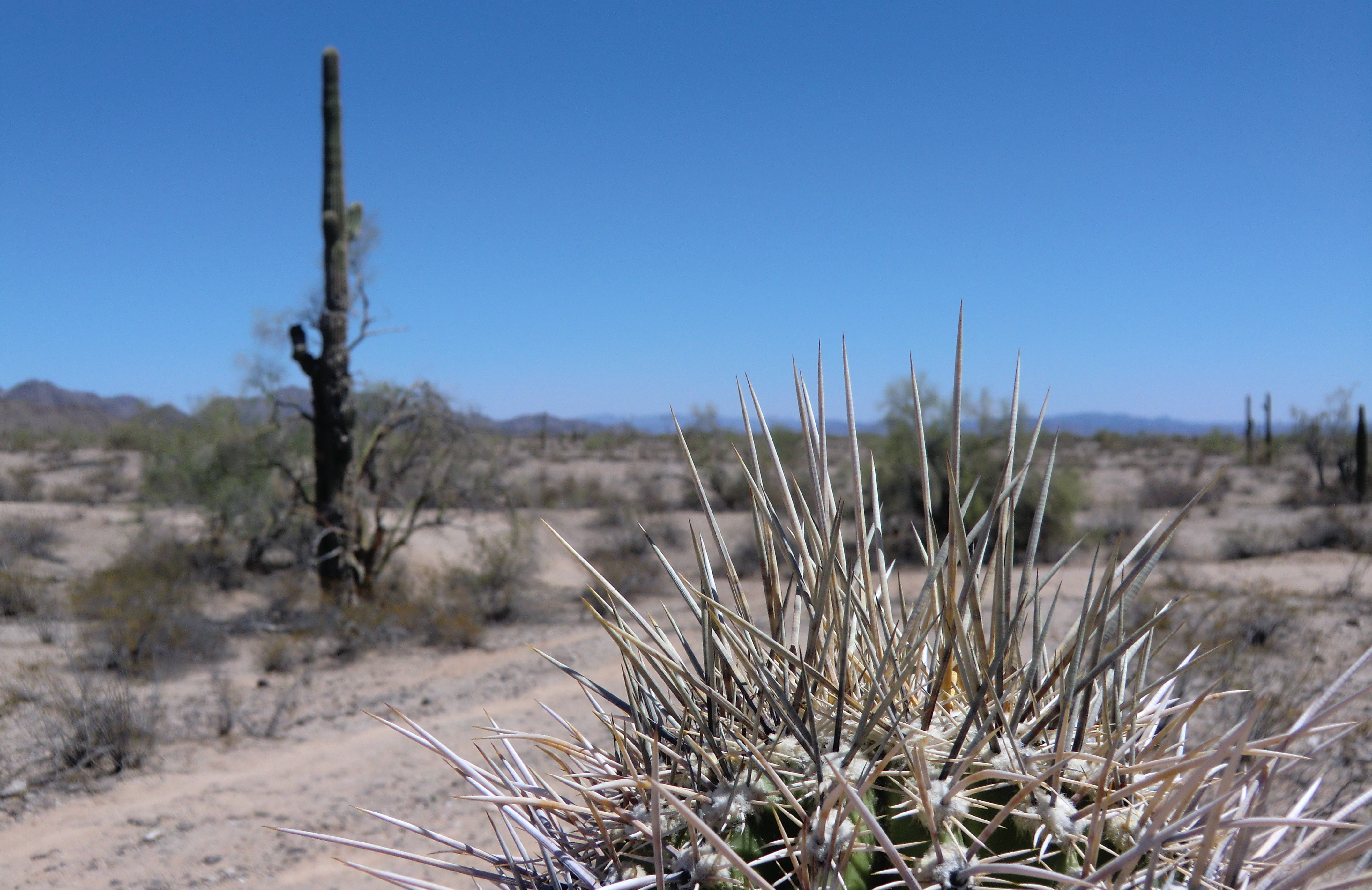 Handy-Wallpaper Landschaft, Kaktus, Steppe, Vereinigte Staaten Von Amerika, Erde/natur kostenlos herunterladen.