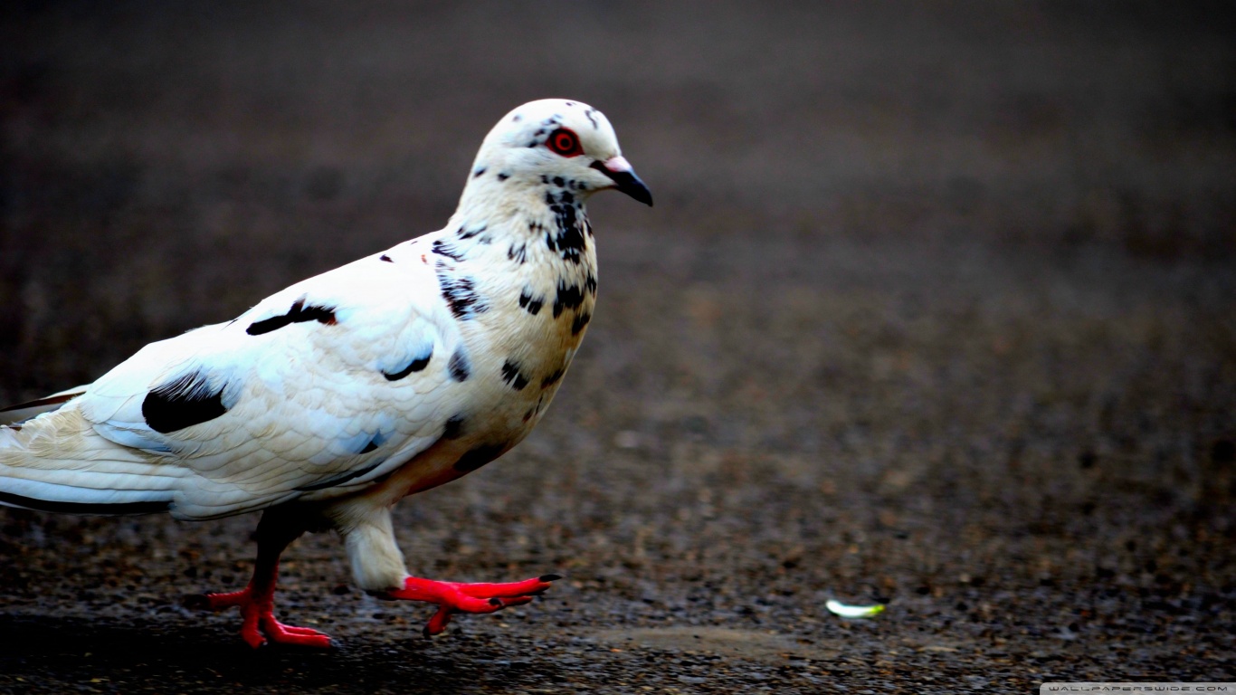 Free download wallpaper Animal, Dove on your PC desktop