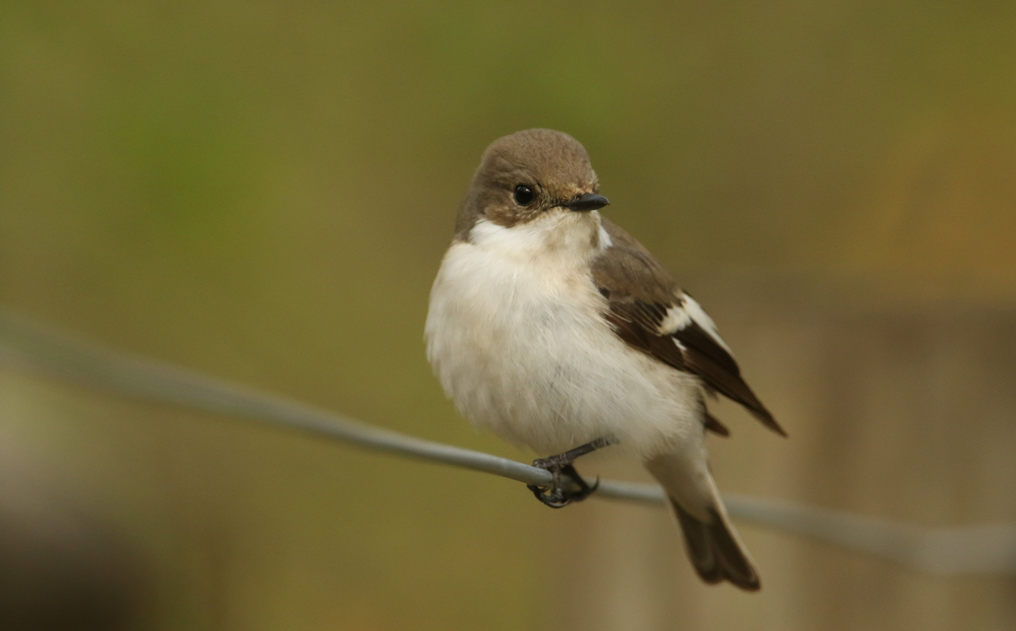 Baixar papel de parede para celular de Animais, Aves, Pássaro gratuito.