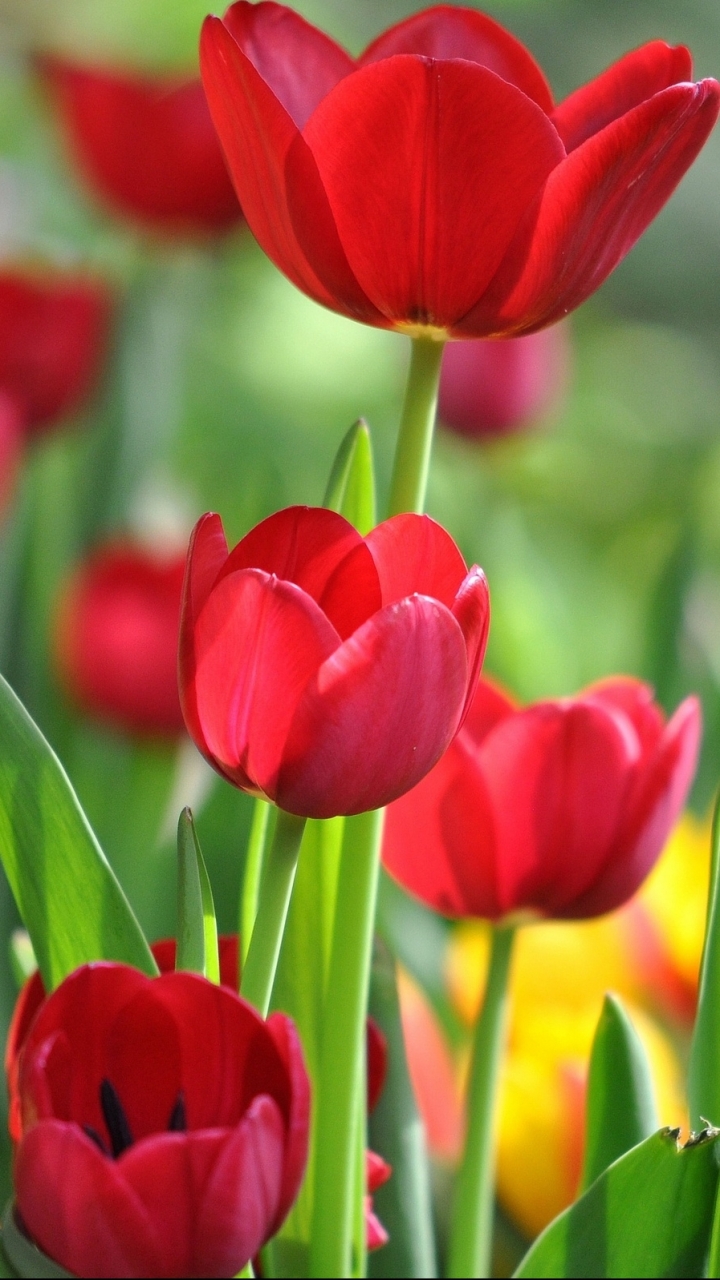 Download mobile wallpaper Flowers, Flower, Earth, Tulip for free.