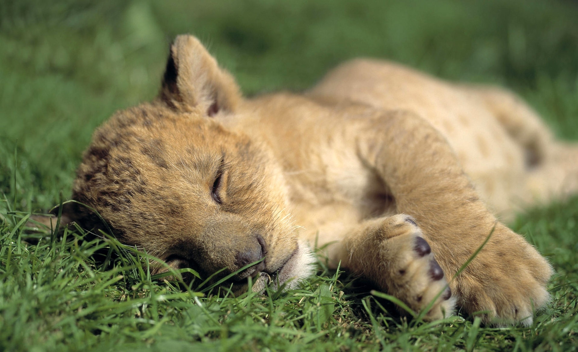 animals, grass, young, lion, predator, sleep, dream, joey, lion cub wallpapers for tablet