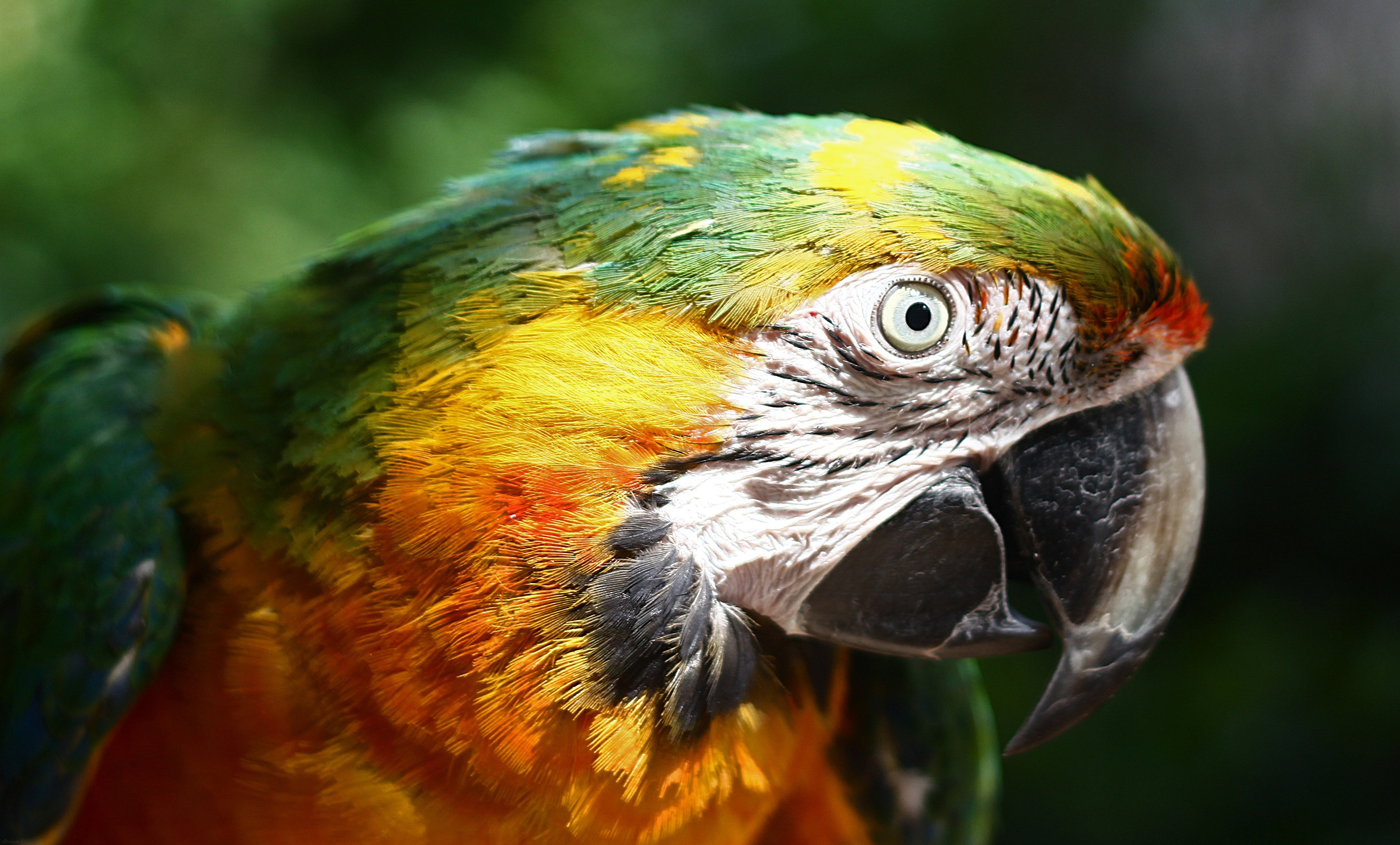 Téléchargez des papiers peints mobile Animaux, Ara (Oiseau) gratuitement.