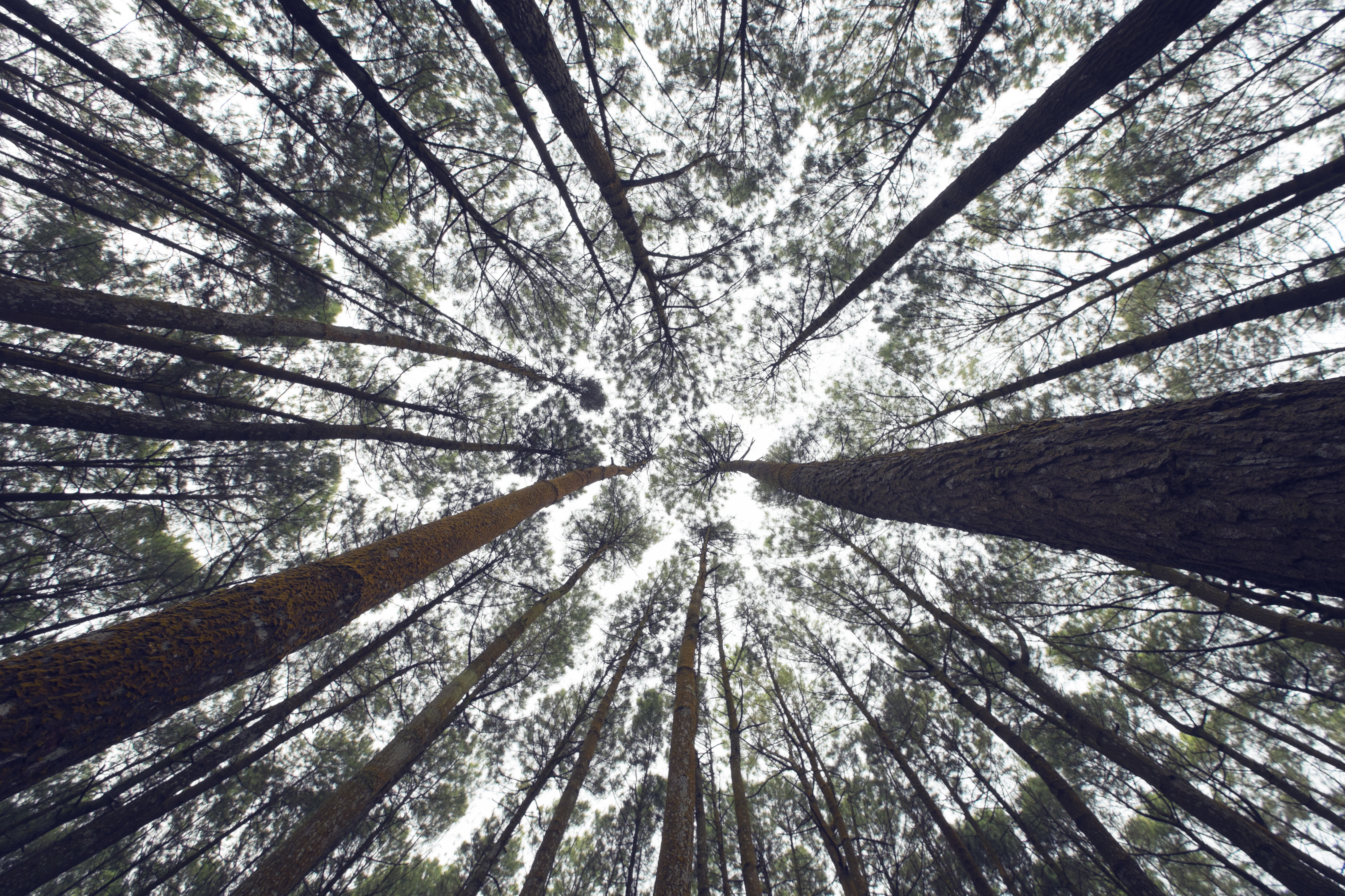 Laden Sie das Natur, Wald, Baum, Erde/natur, Baumwipfel-Bild kostenlos auf Ihren PC-Desktop herunter