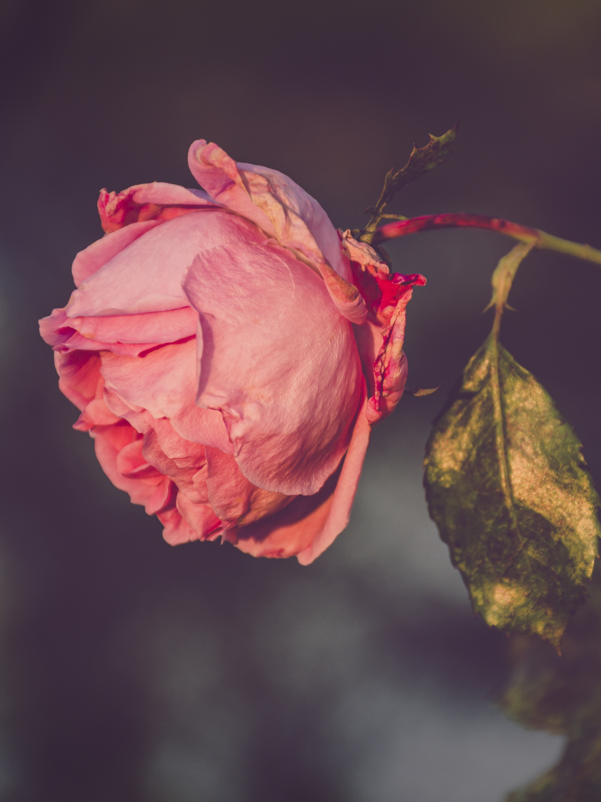 Téléchargez des papiers peints mobile Fleurs, Rose, Terre/nature, Fleur Rose, Rose Rose gratuitement.