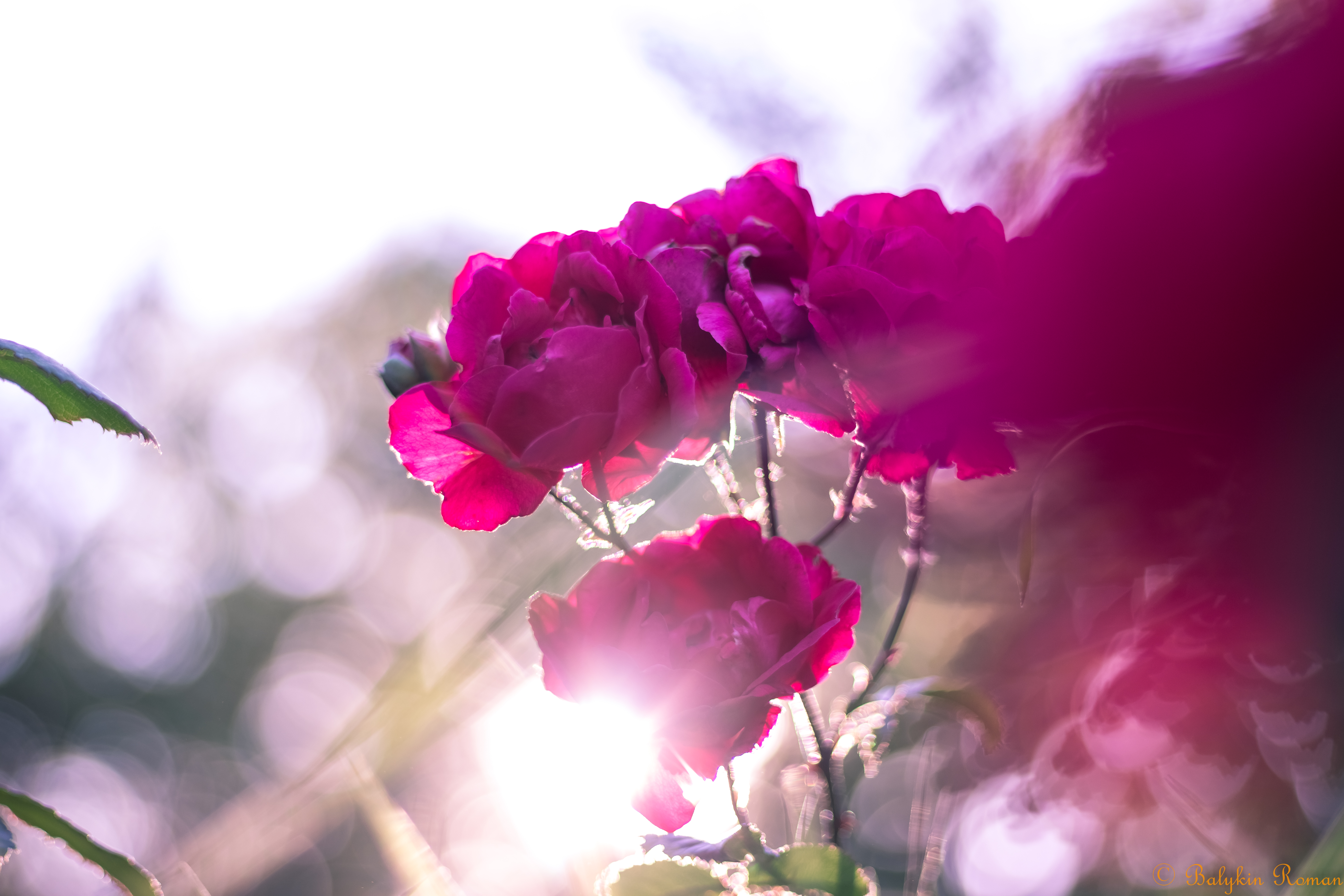 Скачати мобільні шпалери Квітка, Роза, Земля, Рожева Троянда, Флауерзи безкоштовно.