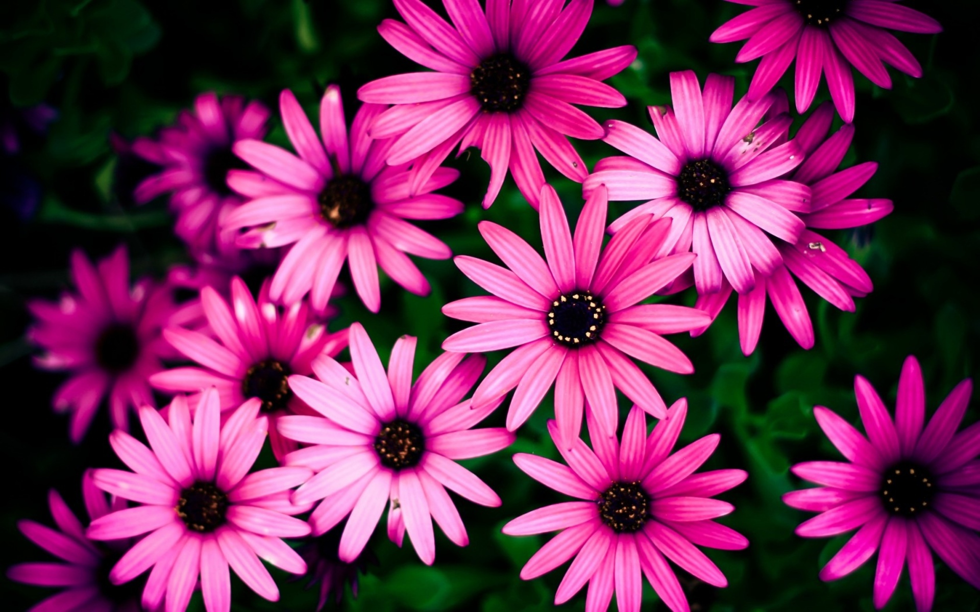 Handy-Wallpaper Blume, Erde/natur, Pinke Blume kostenlos herunterladen.