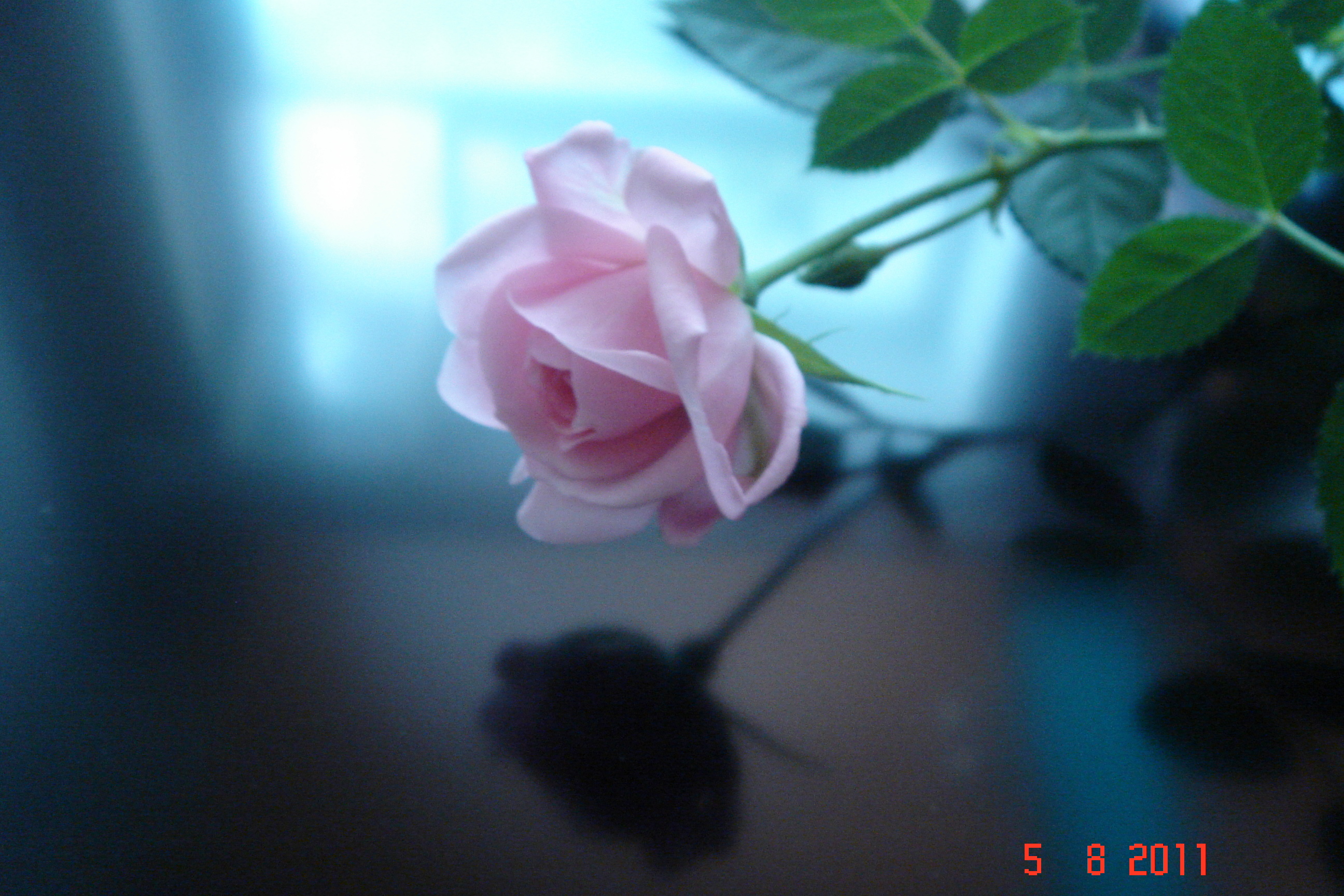 Laden Sie das Pflanzen, Roses, Blumen-Bild kostenlos auf Ihren PC-Desktop herunter