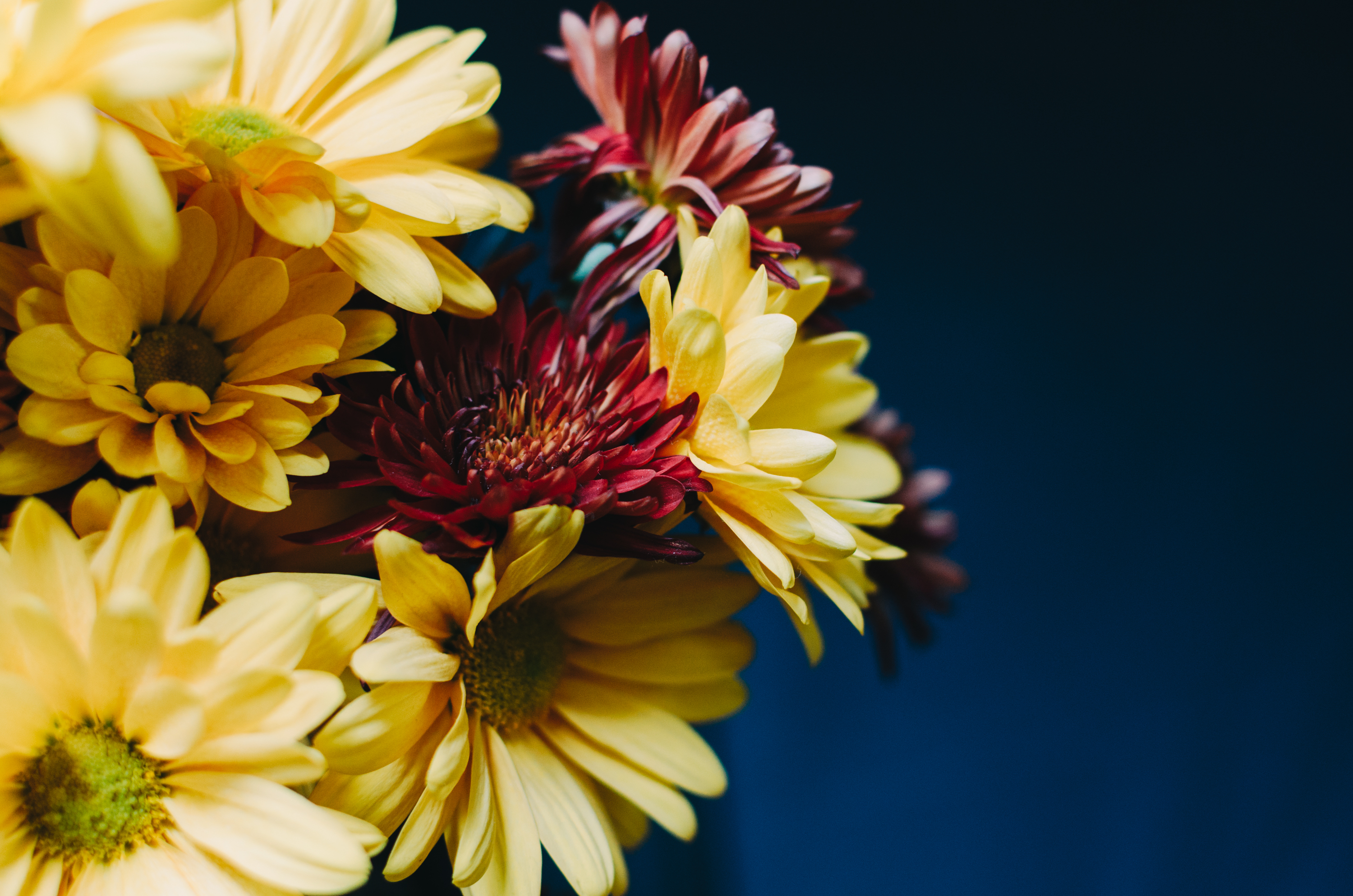 Laden Sie das Blumen, Gerbera, Strauß, Bouquet, Komposition, Zusammensetzung-Bild kostenlos auf Ihren PC-Desktop herunter