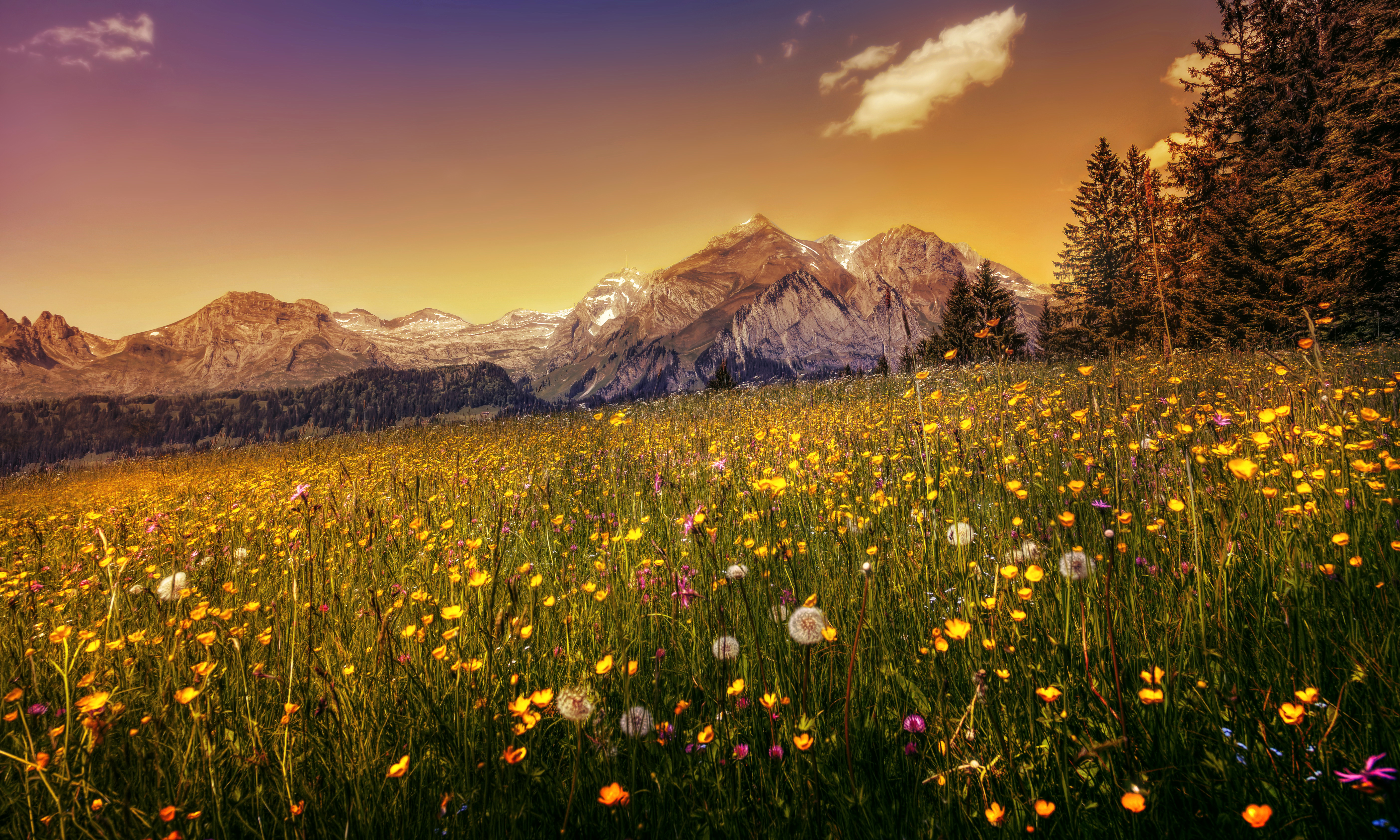 Download mobile wallpaper Landscape, Nature, Mountain, Flower, Earth, Meadow for free.