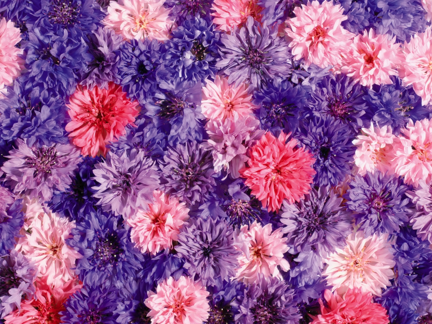 Free download wallpaper Flowers, Plants, Violet on your PC desktop