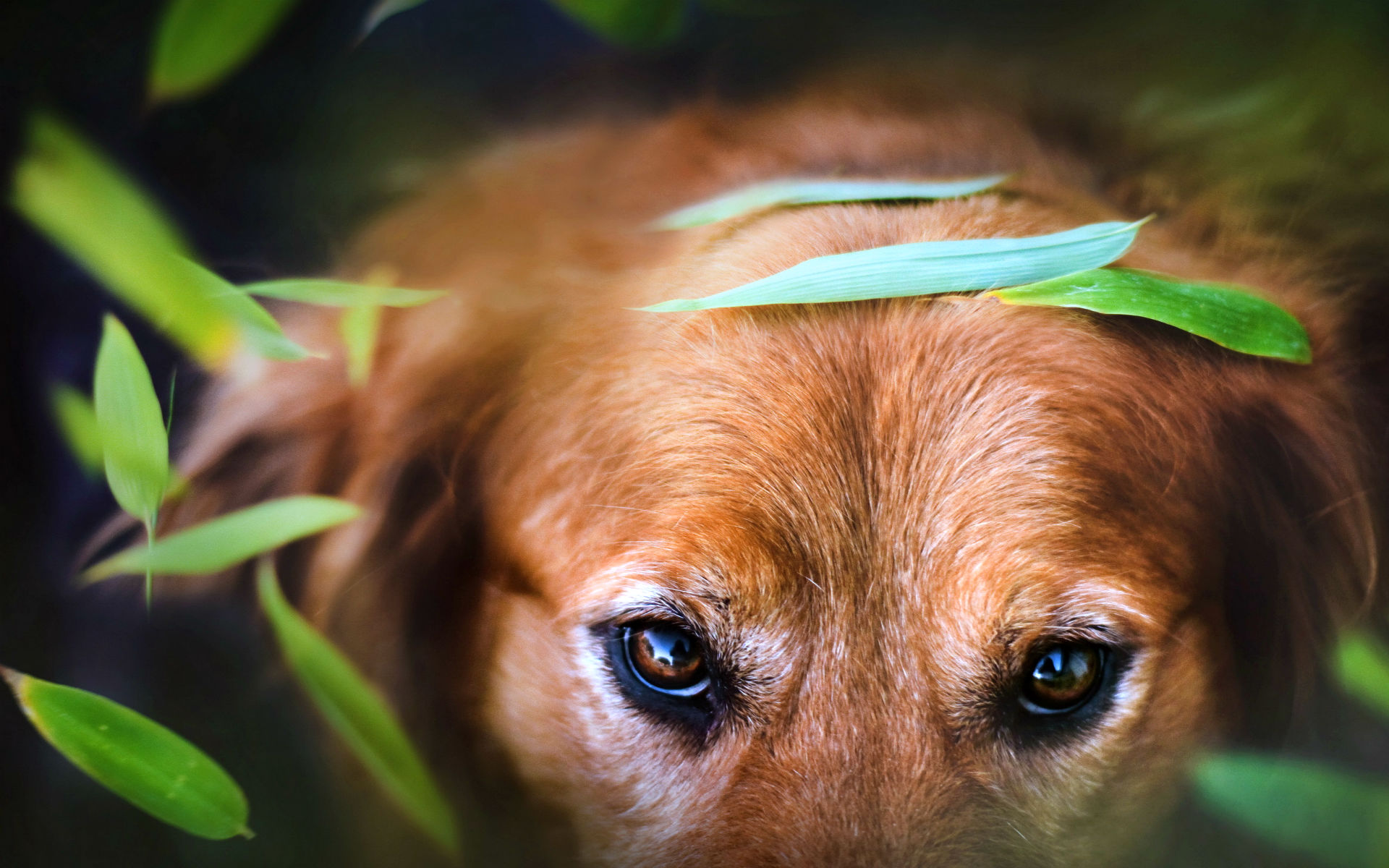 Téléchargez gratuitement l'image Animaux, Chien sur le bureau de votre PC