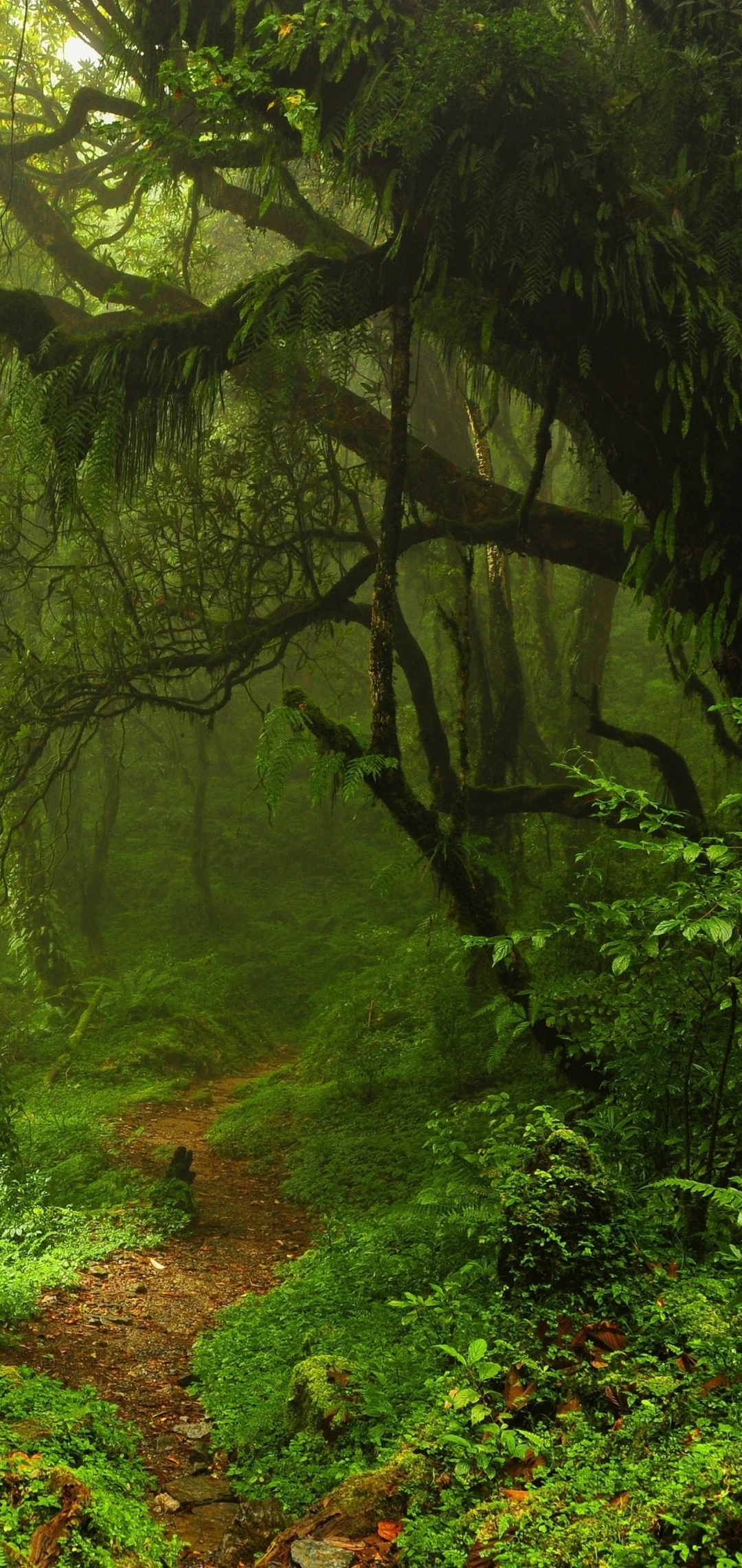 Скачати мобільні шпалери Природа, Ліс, Дерево, Земля, Шлях, Мох безкоштовно.