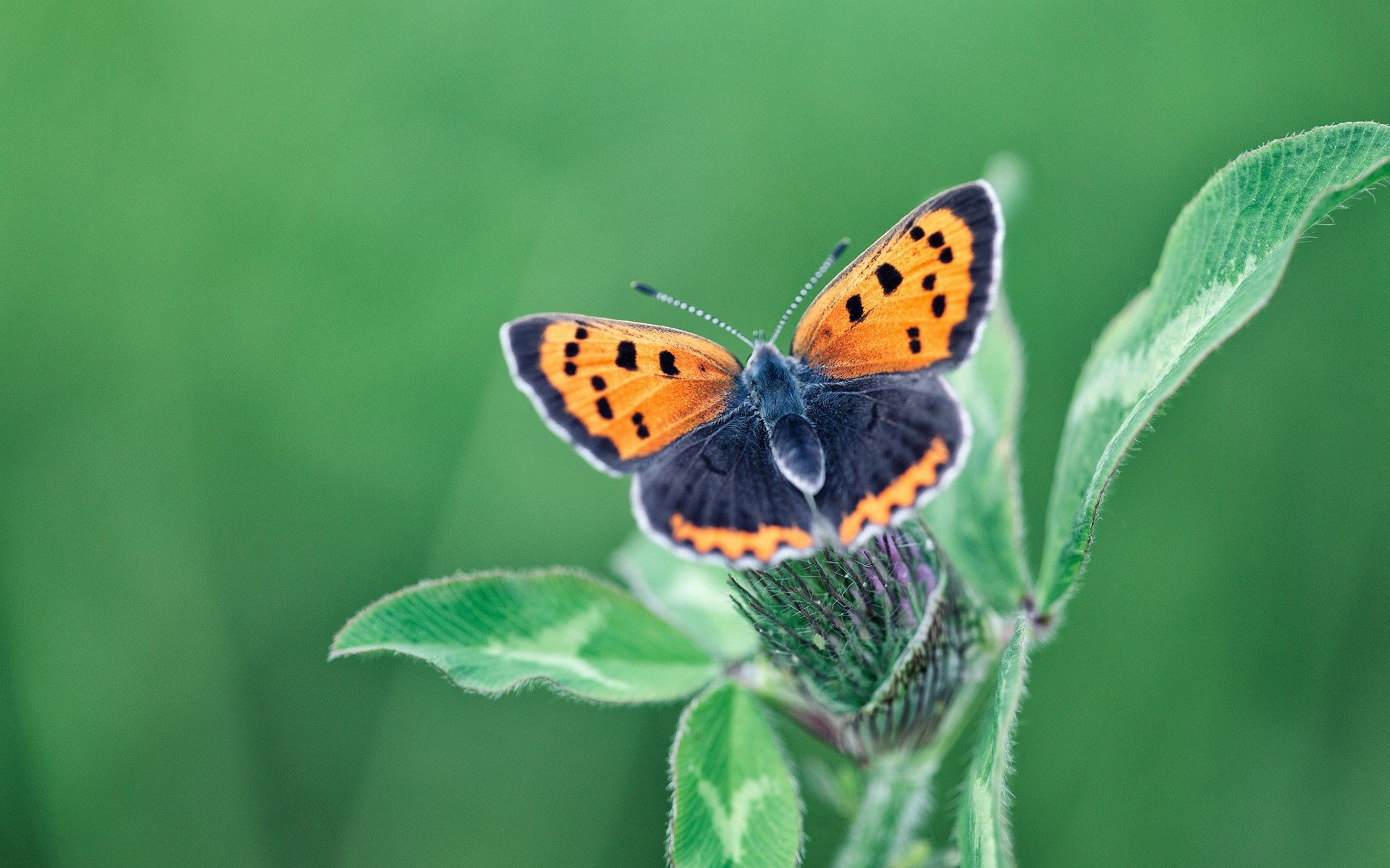 Laden Sie das Schmetterling, Makro, Pflanze, Flügel-Bild kostenlos auf Ihren PC-Desktop herunter