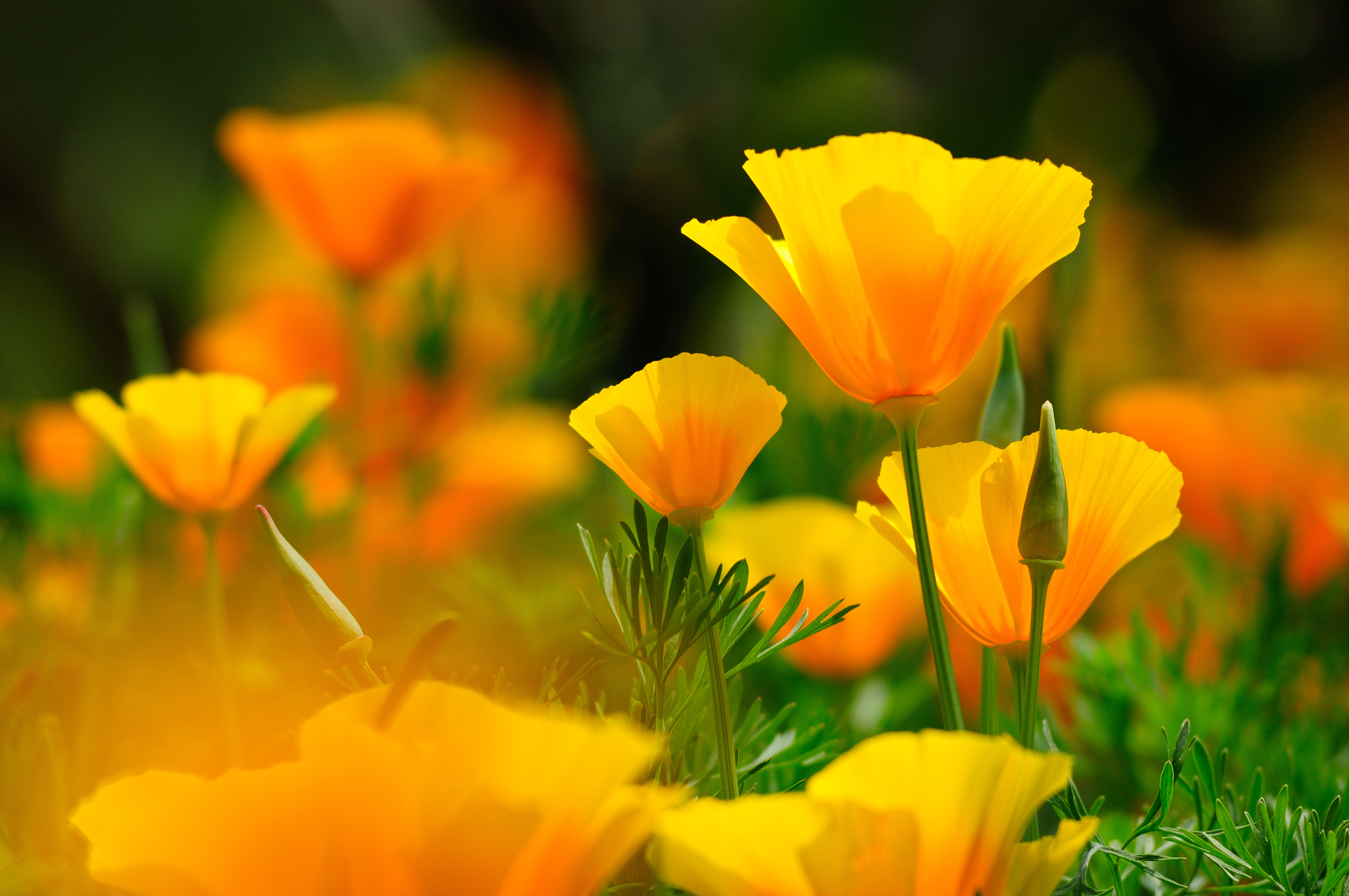 PCデスクトップに自然, フラワーズ, 花, 閉じる, 地球, 黄色い花画像を無料でダウンロード