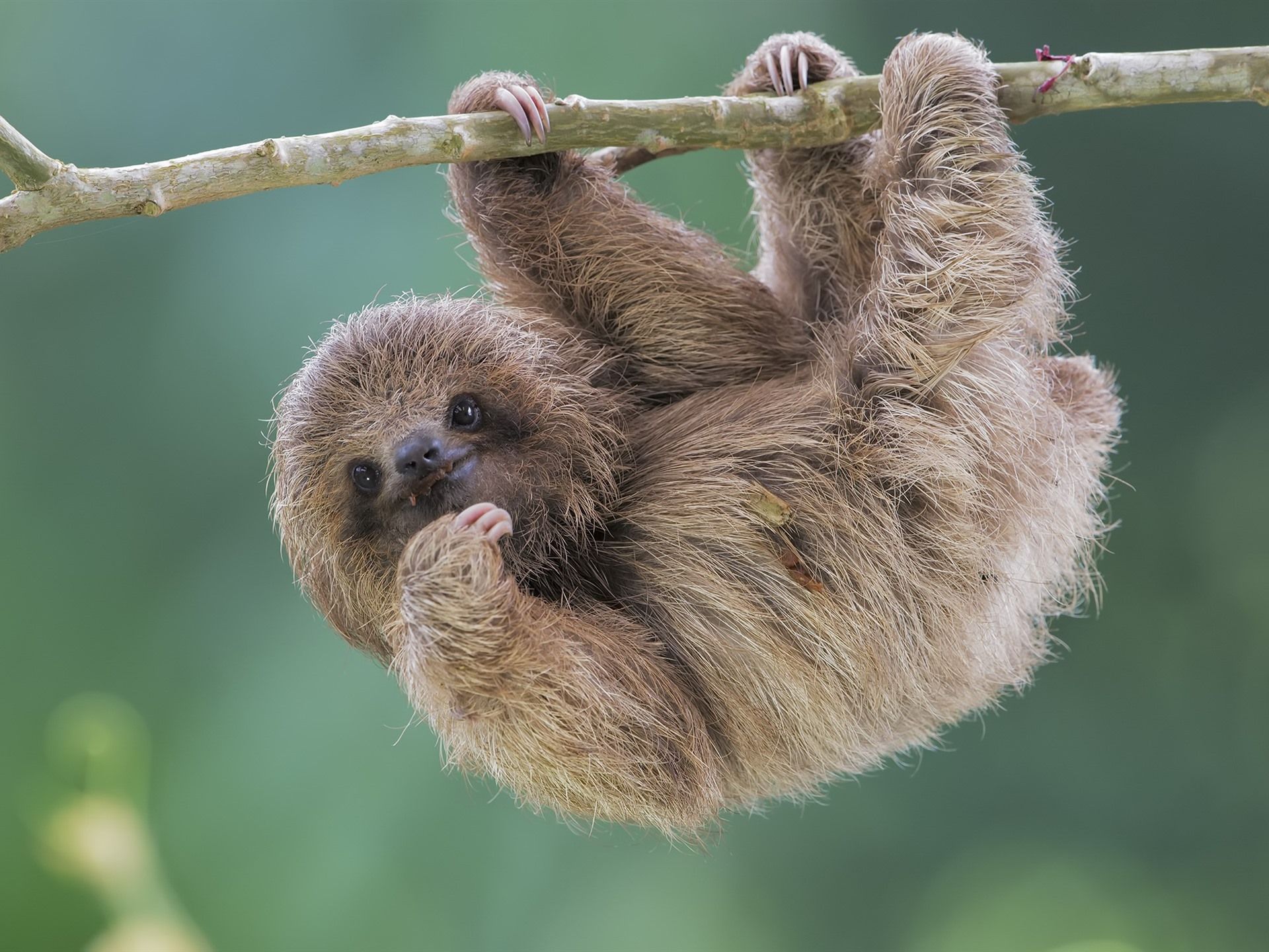 sloth, animal, cute