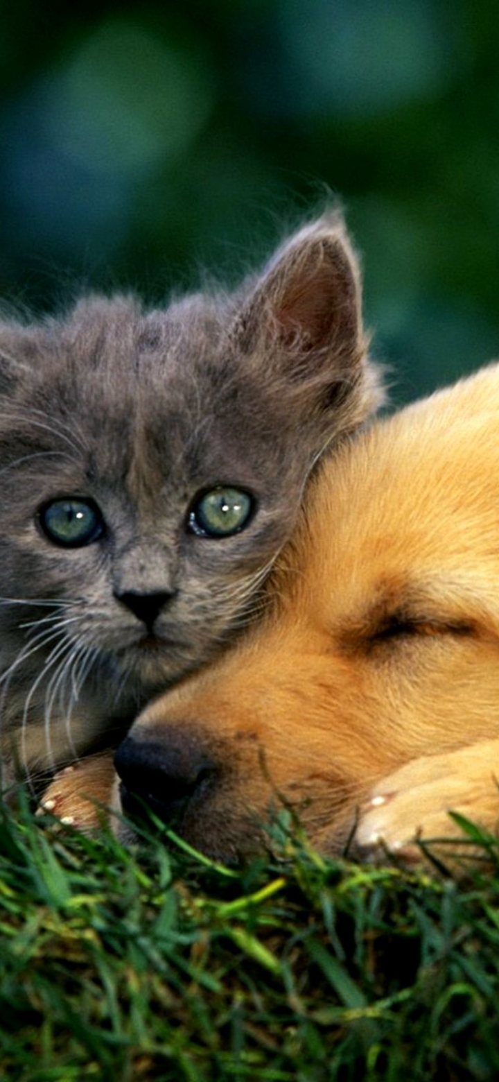 Download mobile wallpaper Love, Cat, Kitten, Dog, Animal, Puppy, Cute, Cat & Dog for free.