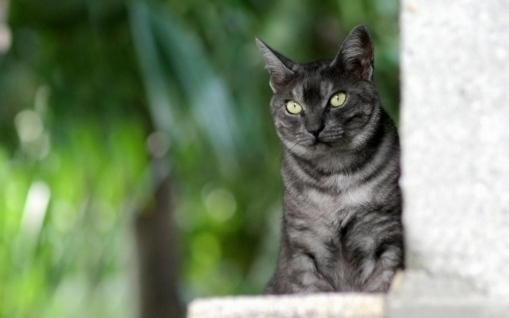 Descarga gratuita de fondo de pantalla para móvil de Animales, Gatos, Gato.