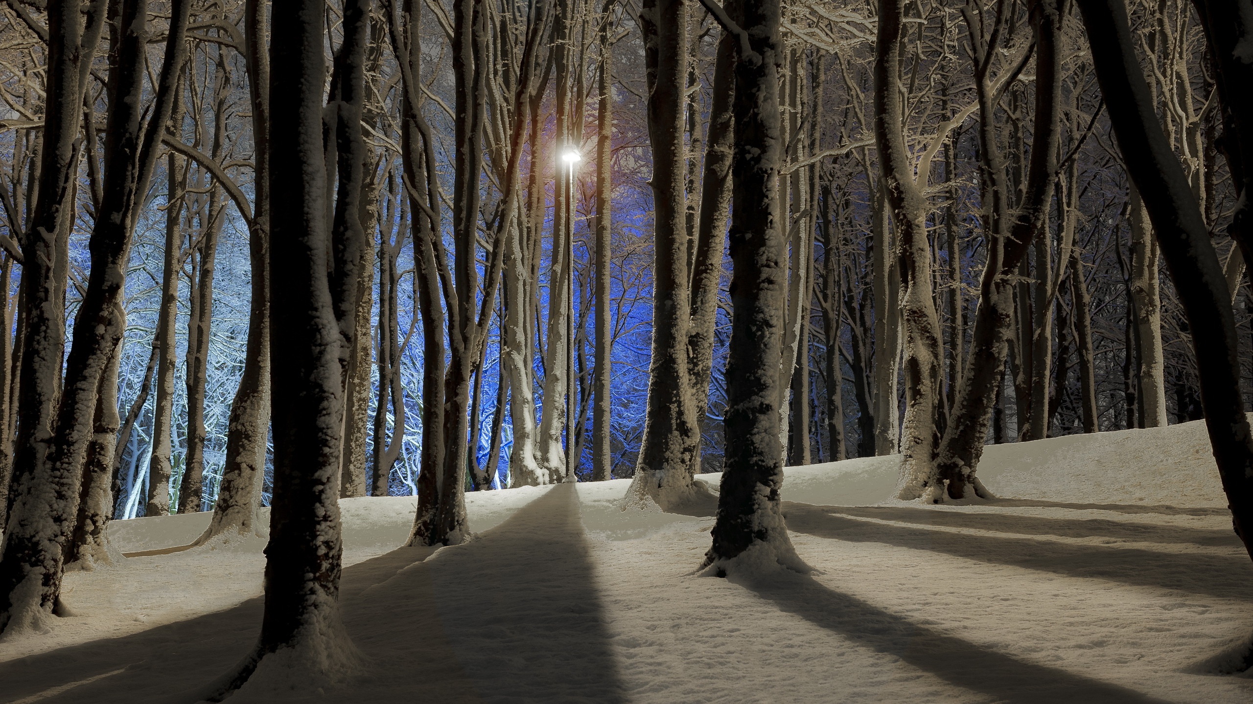 Free download wallpaper Winter, Snow, Forest, Tree, Earth, Shadow, Depth Of Field on your PC desktop