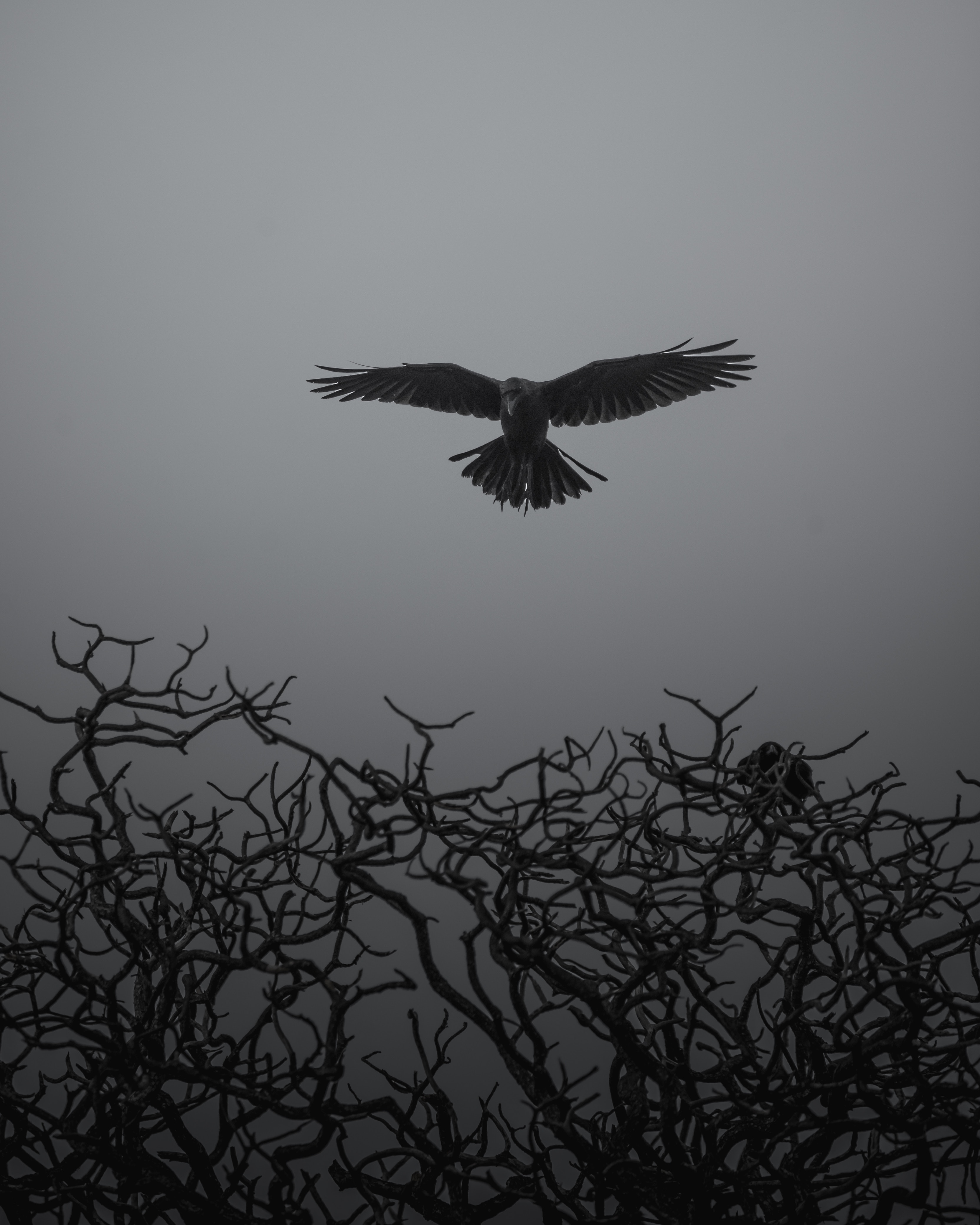 crow, animals, bird, branches, bw, chb, fly, to fly