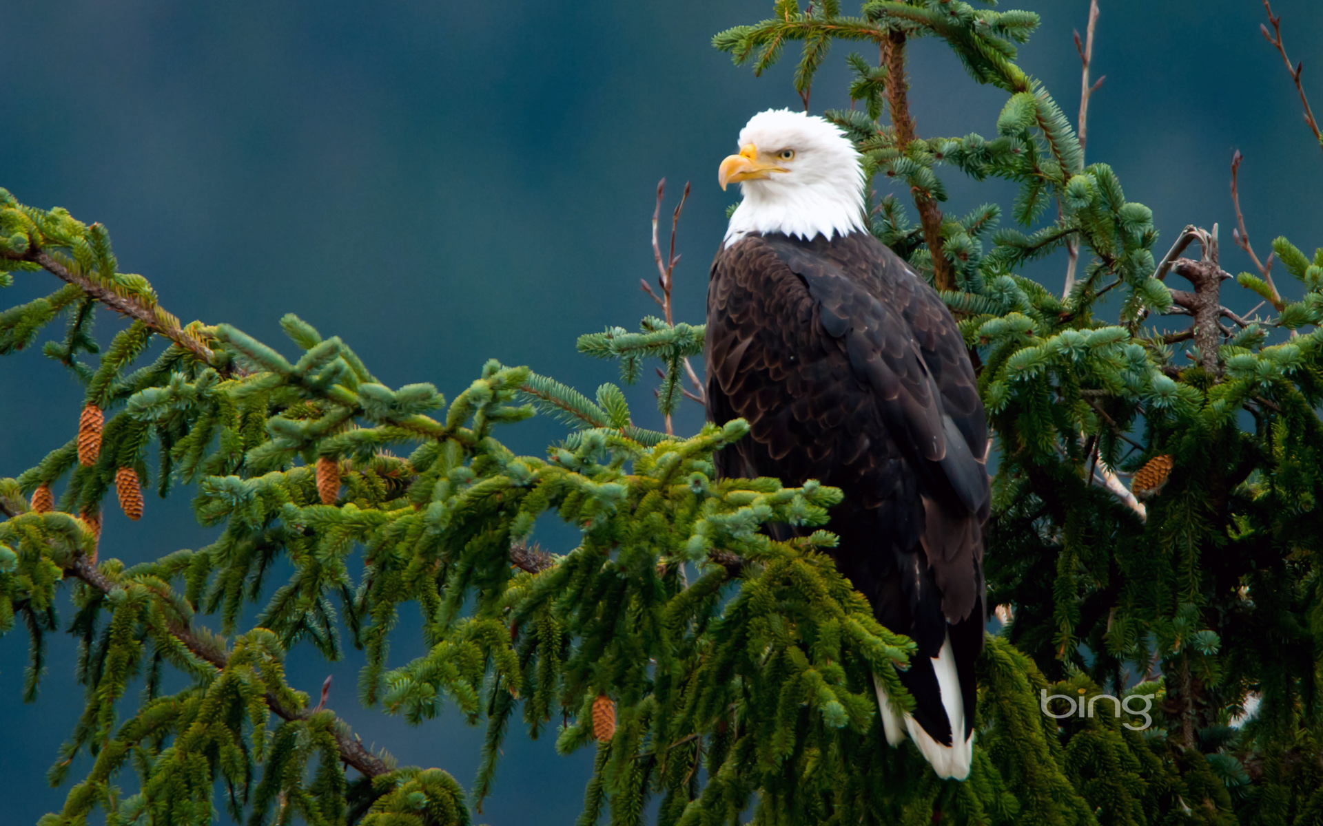 Handy-Wallpaper Tiere, Vogel, Weißkopfseeadler kostenlos herunterladen.