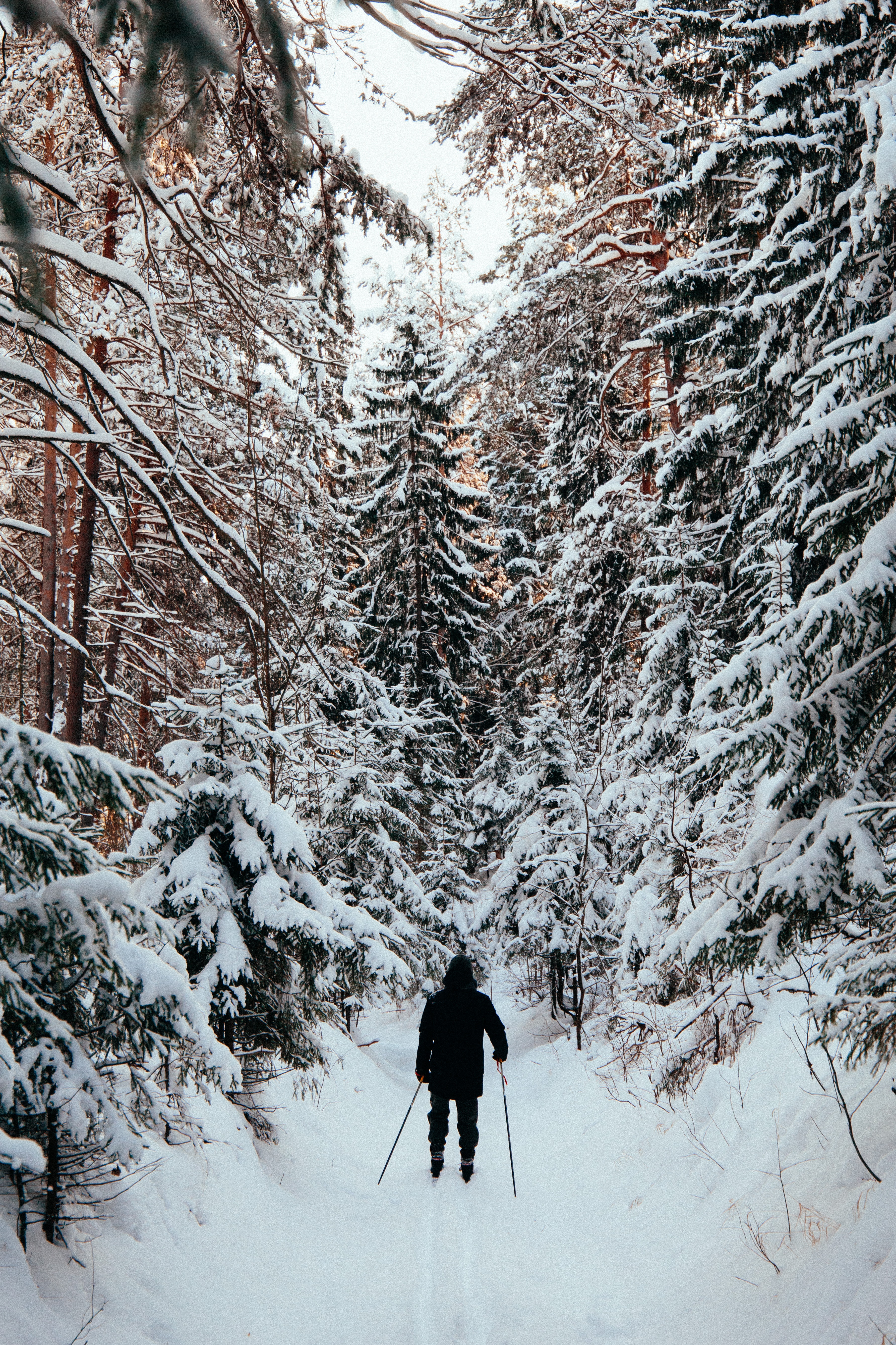 94578 descargar imagen invierno, nieve, miscelánea, misceláneo, bosque, humano, persona, esquiador, esquiar, esquí: fondos de pantalla y protectores de pantalla gratis