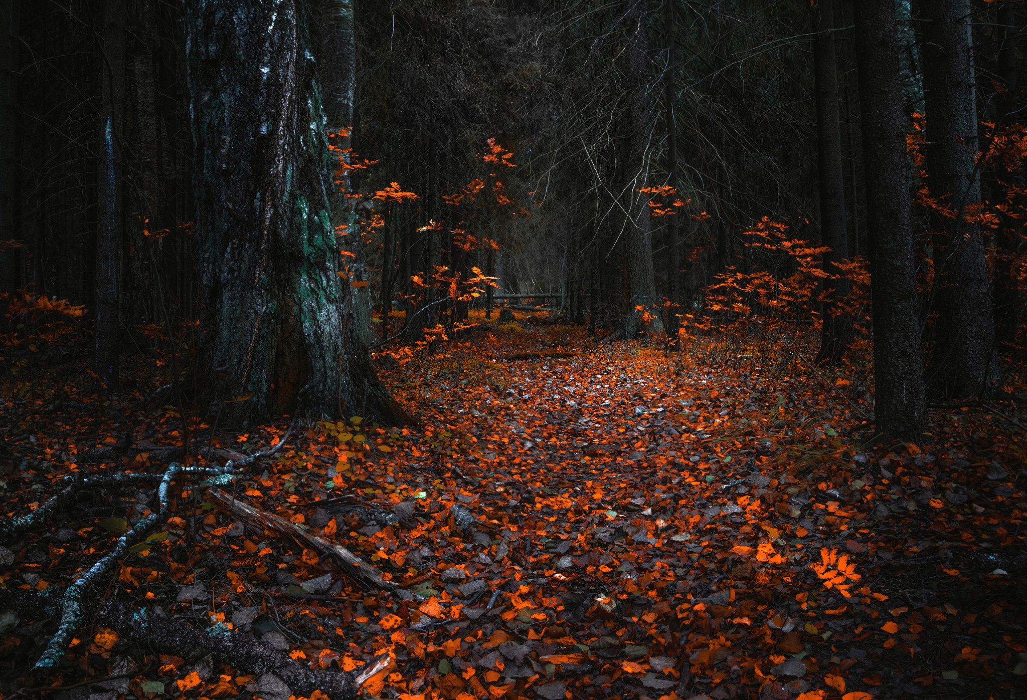 Download mobile wallpaper Nature, Forest, Tree, Leaf, Fall, Earth, Path for free.
