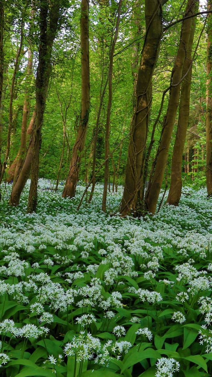 Download mobile wallpaper Flower, Forest, Earth, White Flower, Blossom for free.