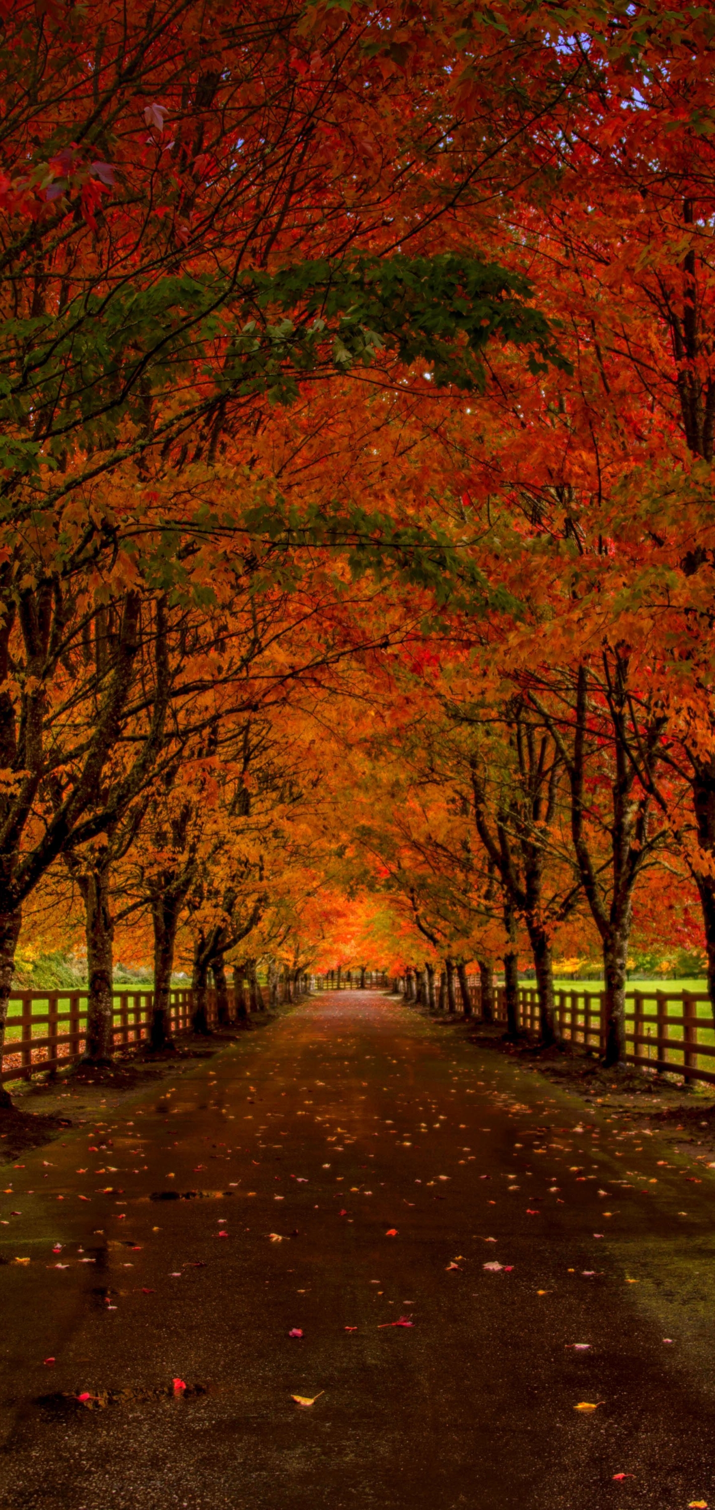 Скачать картинку Осень, Дорога, Дерево, Ограда, Изгородь, Падать, Сделано Человеком в телефон бесплатно.