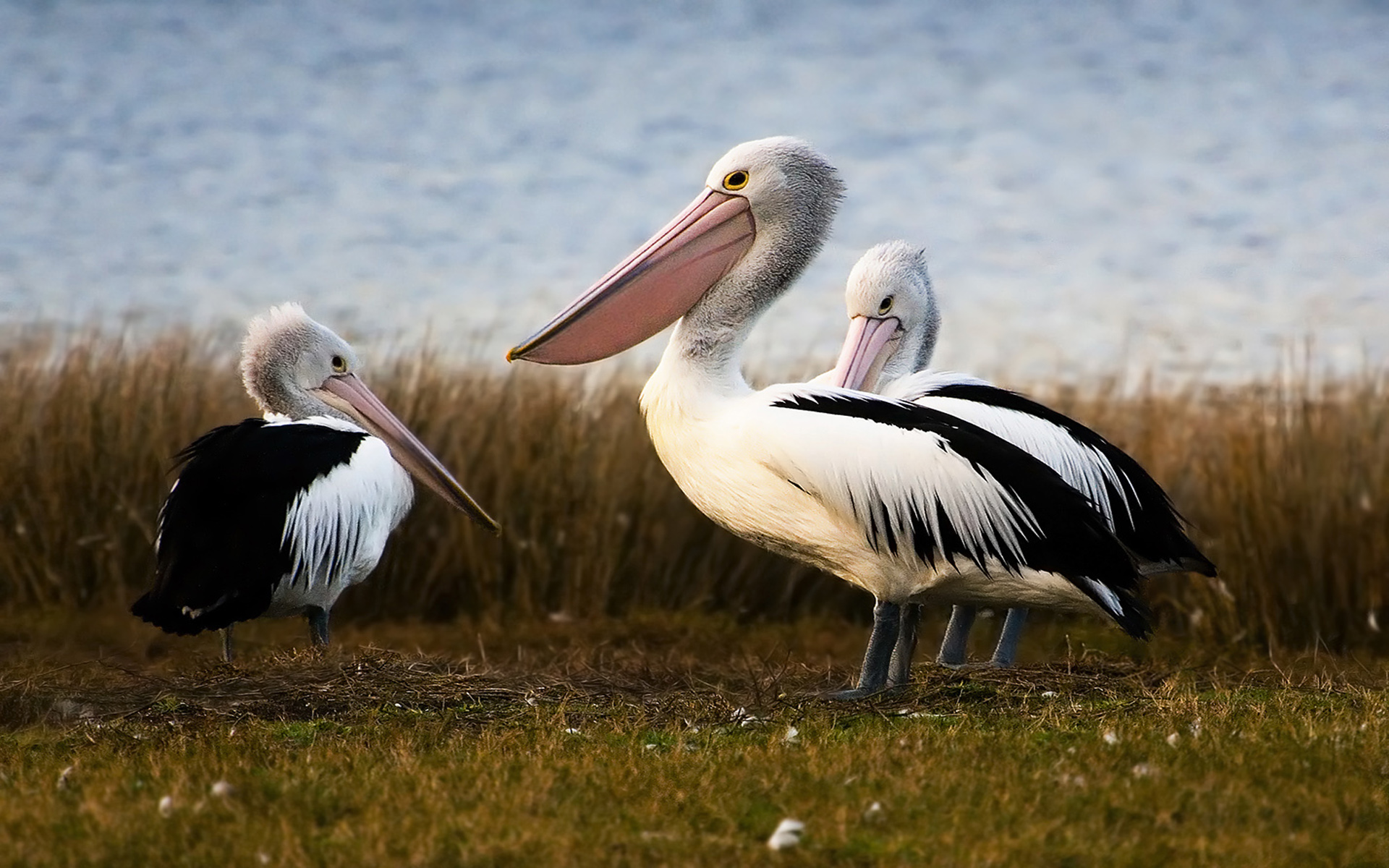 Download mobile wallpaper Birds, Bird, Animal, Pelican for free.