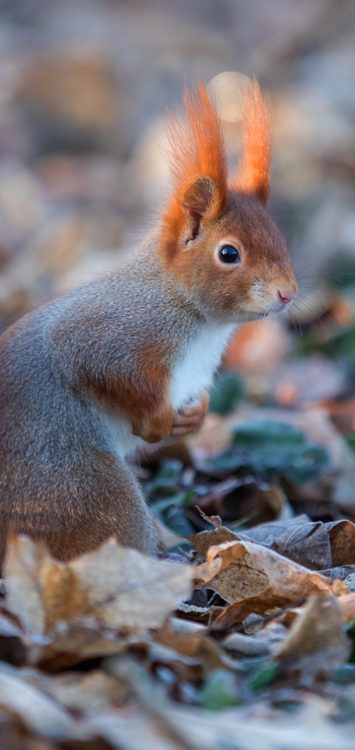 Handy-Wallpaper Tiere, Eichhörnchen, Nagetier kostenlos herunterladen.