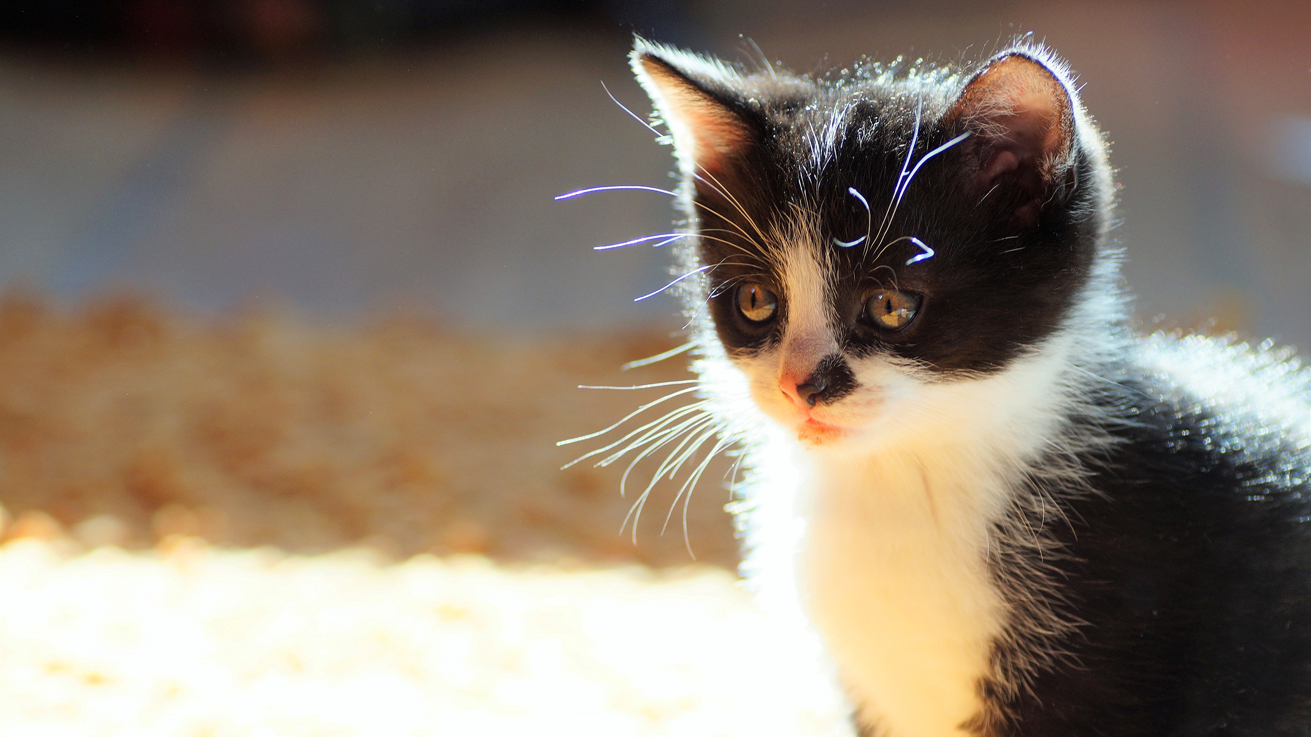 Téléchargez gratuitement l'image Animaux, Chats, Chat, Chaton, Bébé Animal sur le bureau de votre PC