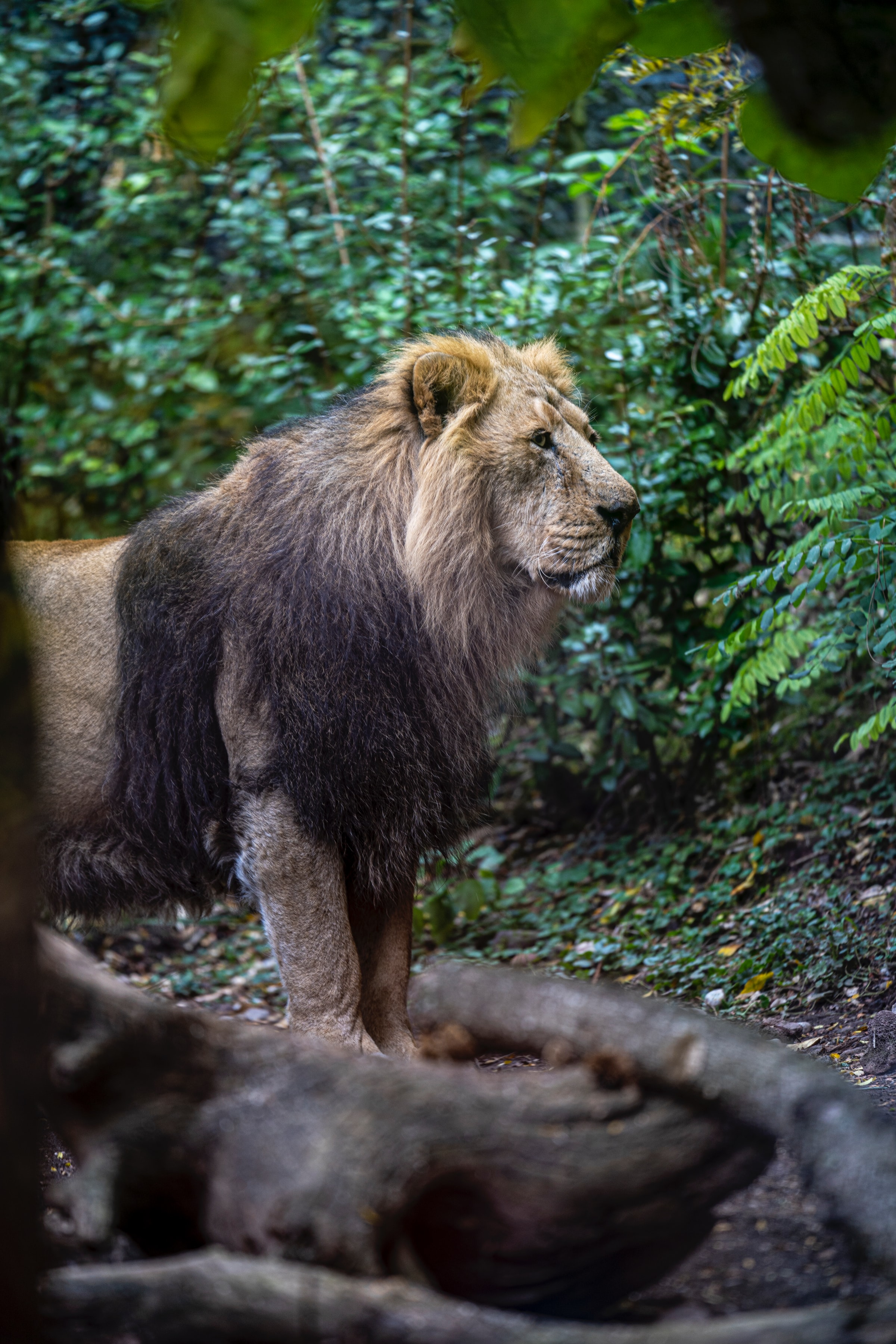 67492 descargar fondo de pantalla animales, un leon, león, depredador, gato grande, rey de las bestias, salvaje: protectores de pantalla e imágenes gratis