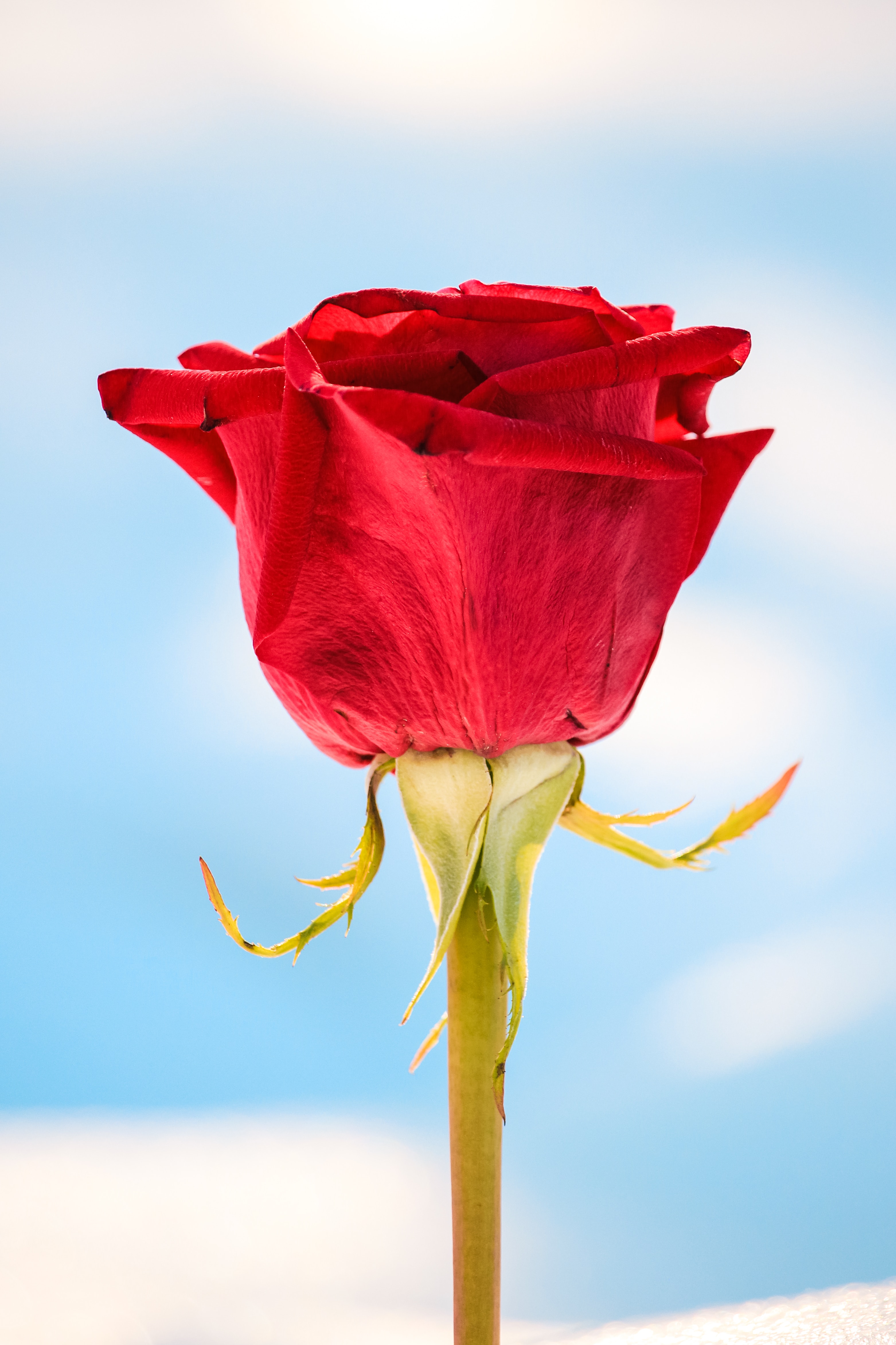 rose flower, flowers, red, flower, macro, rose, close up 2160p