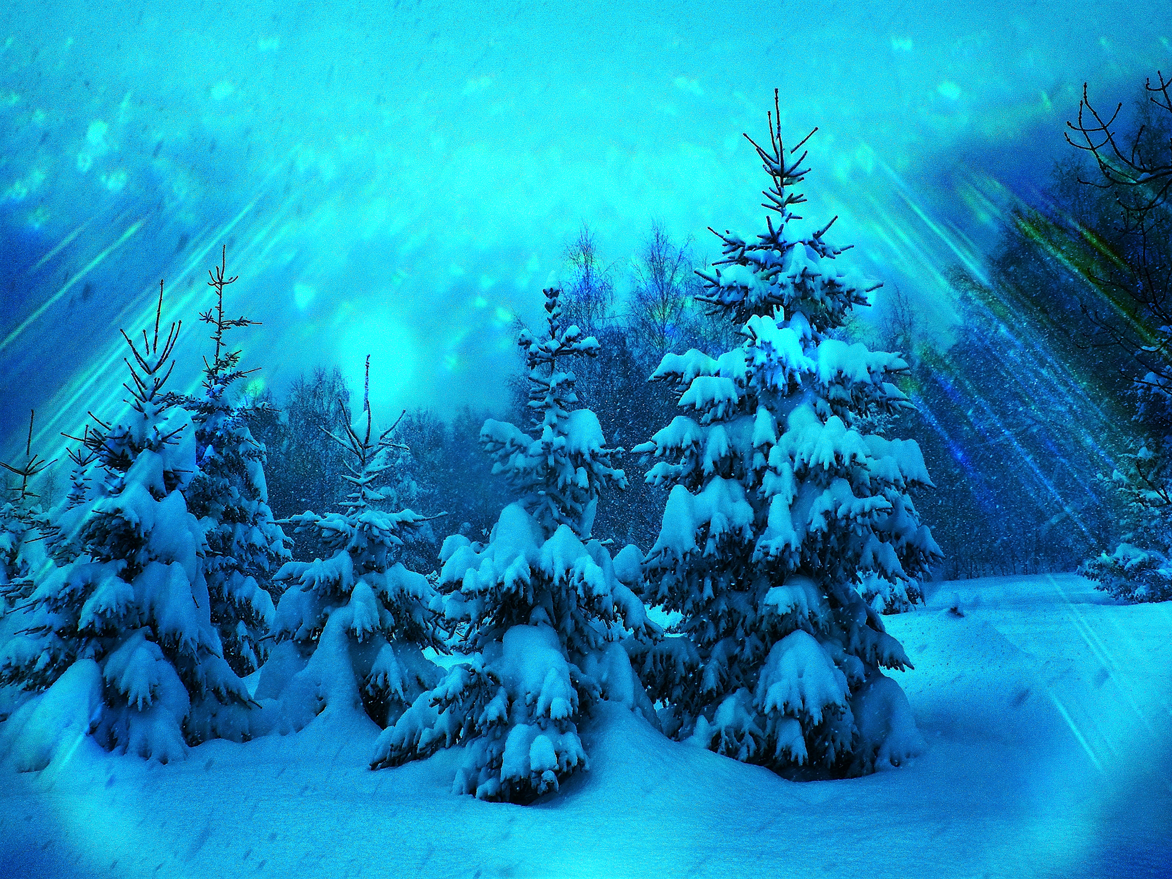 無料モバイル壁紙冬, 木, 雪, 地球をダウンロードします。
