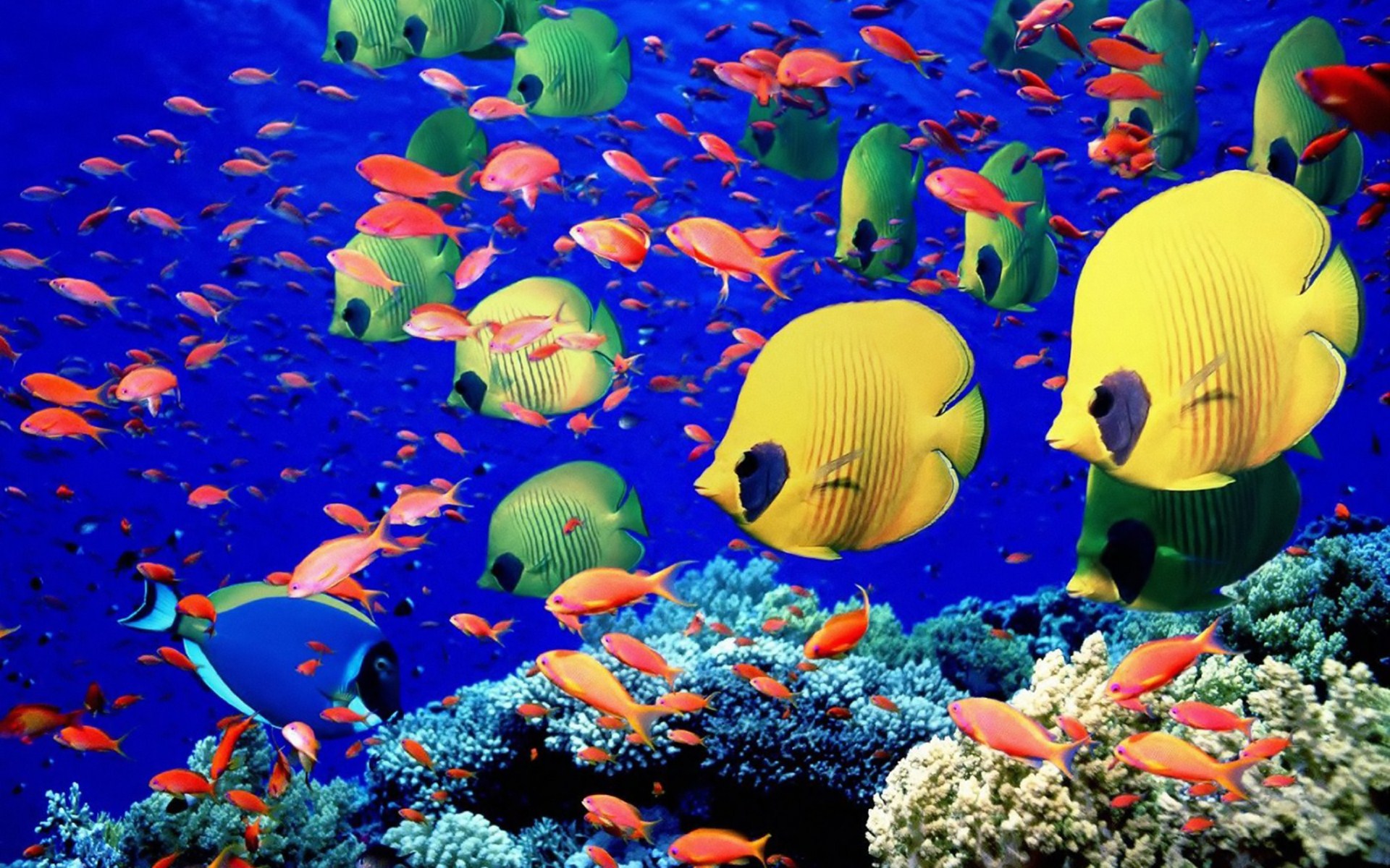 1482285 baixar papel de parede coral, animais, peixe, peixe borboleta - protetores de tela e imagens gratuitamente