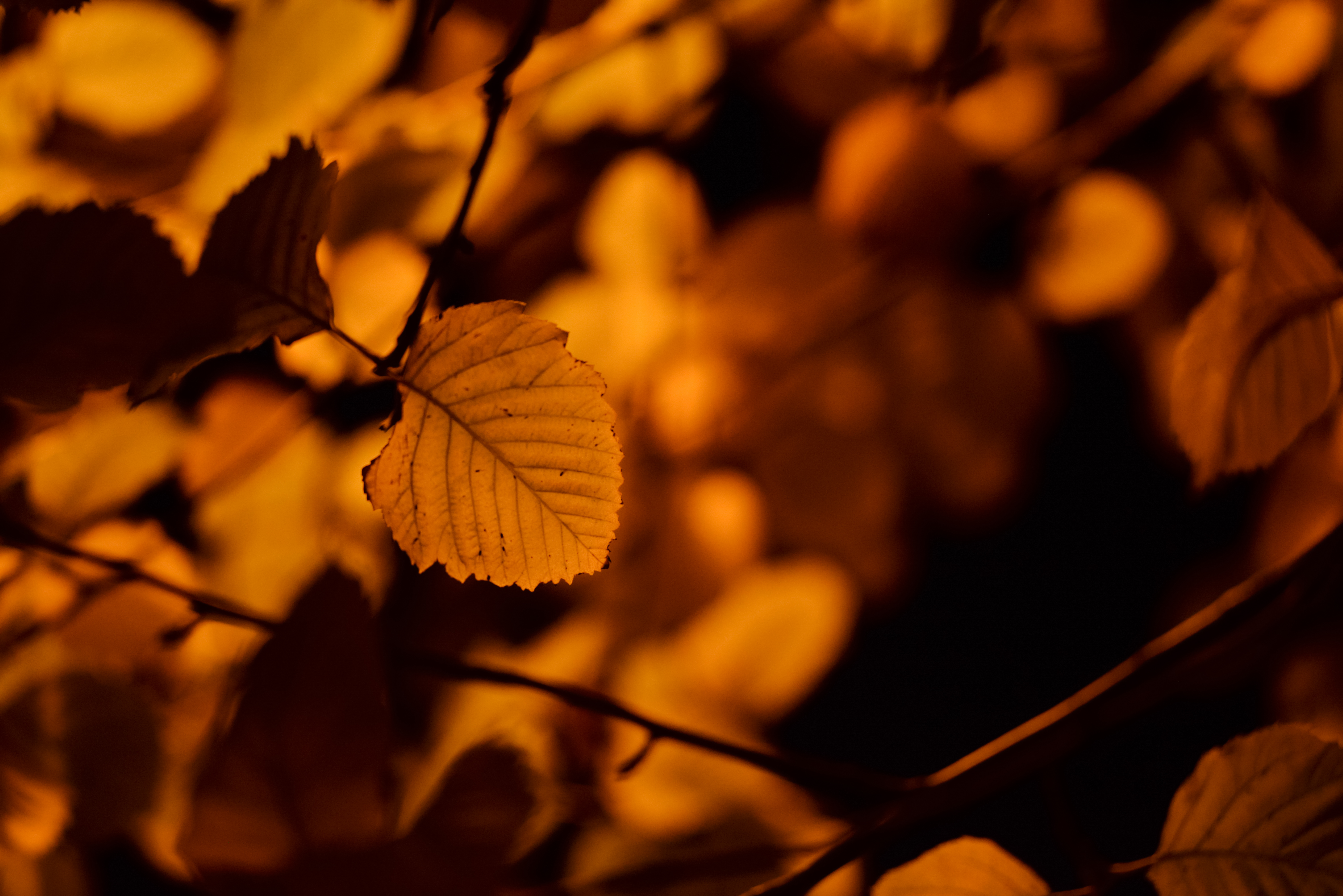 Free download wallpaper Nature, Autumn, Sheet, Leaf, Birch on your PC desktop