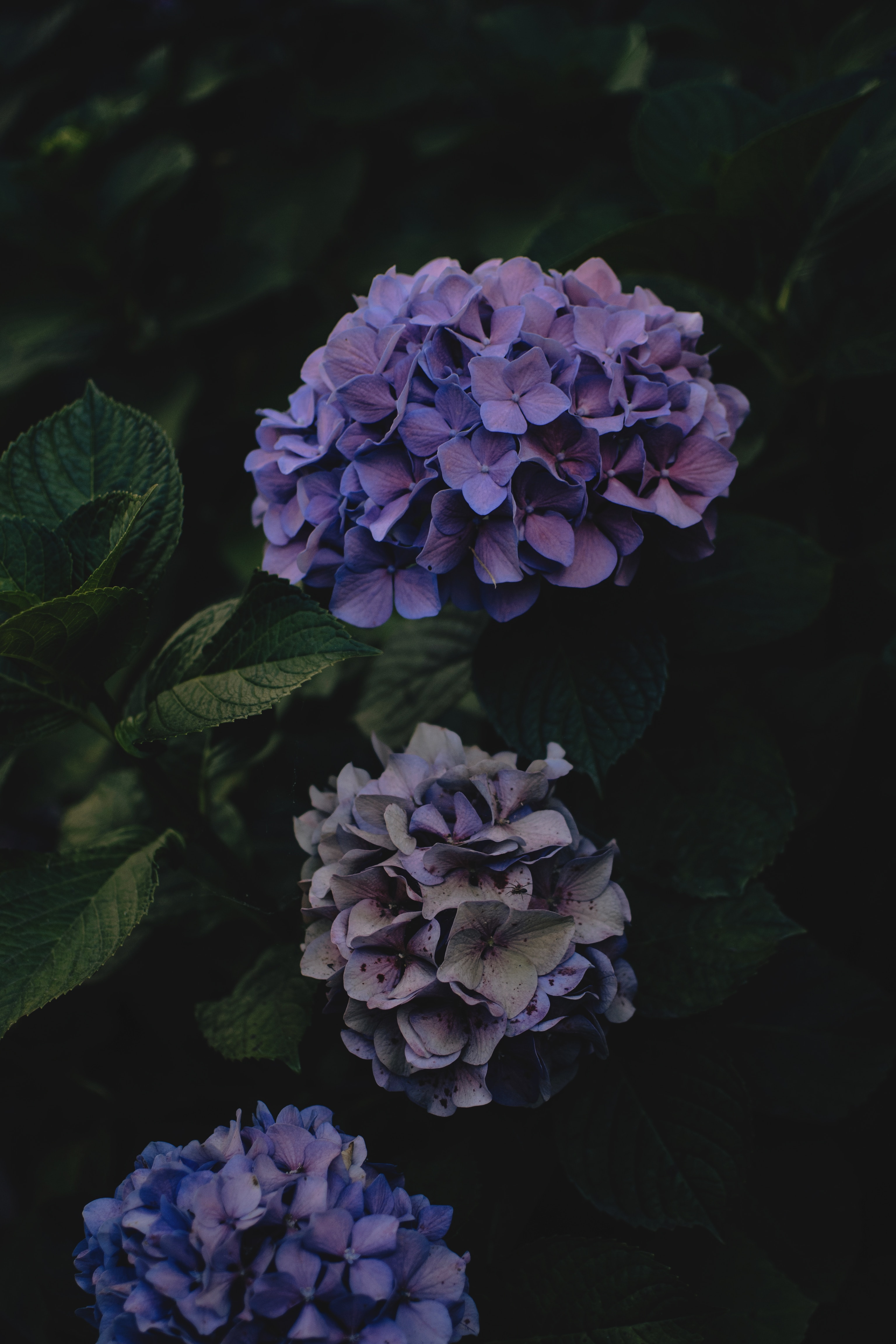 dark, hydrangea, violet, flowers, purple, inflorescences, inflorescence wallpaper for mobile