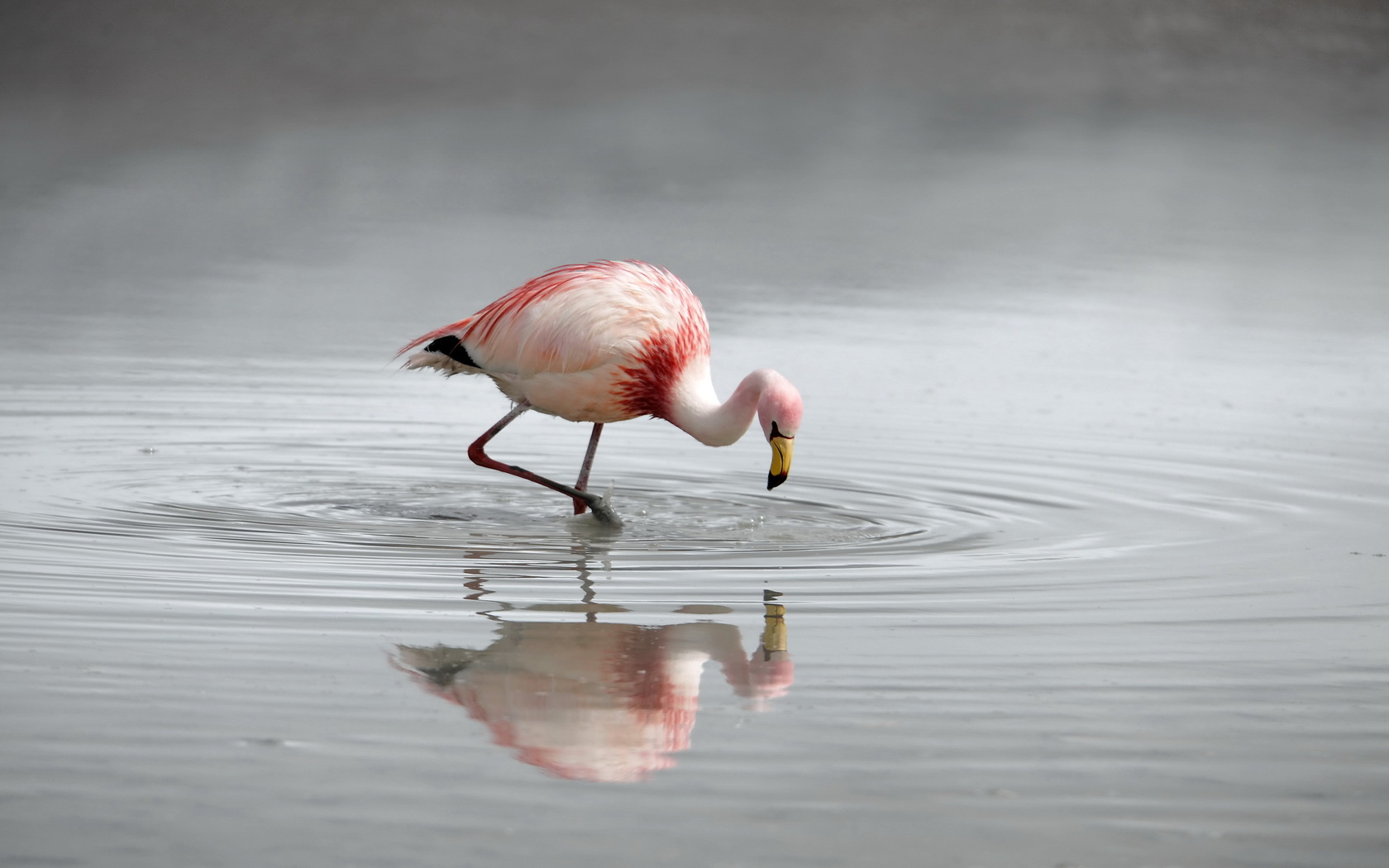 Free download wallpaper Birds, Flamingo, Animal on your PC desktop