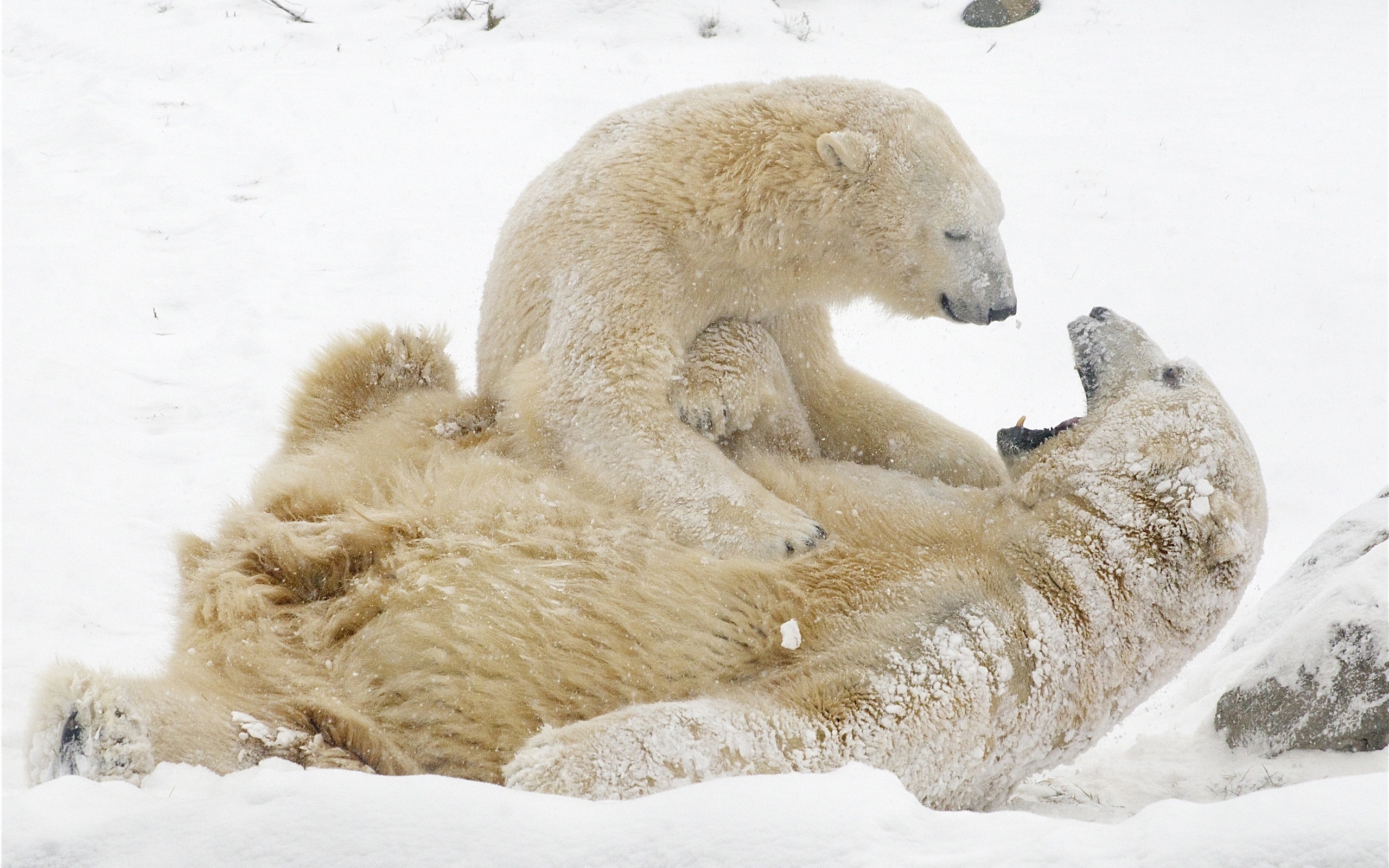 Скачати мобільні шпалери Ведмеді, Полярний Ведмідь, Тварина безкоштовно.
