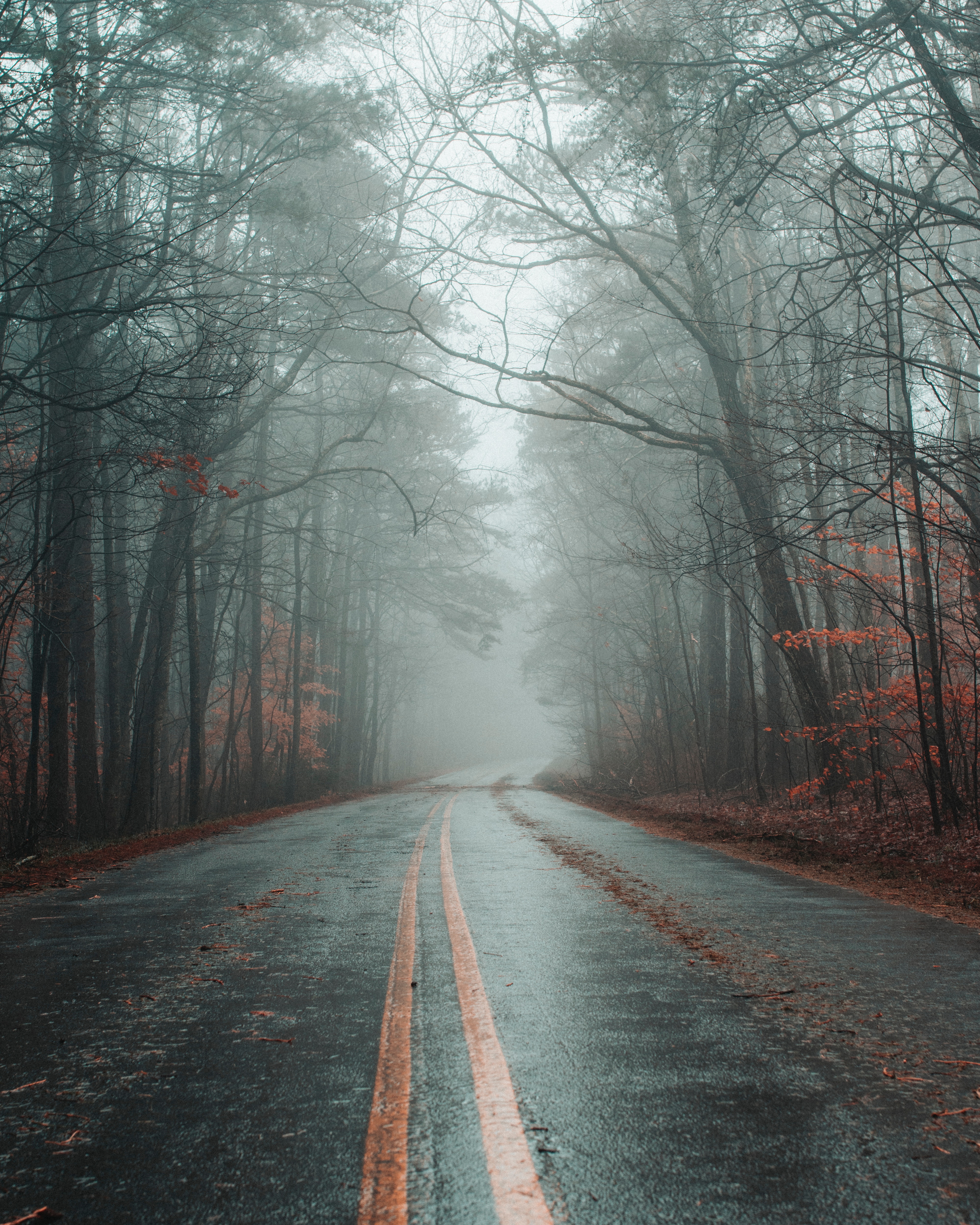 forest, autumn, road, nature, markup, fog, asphalt